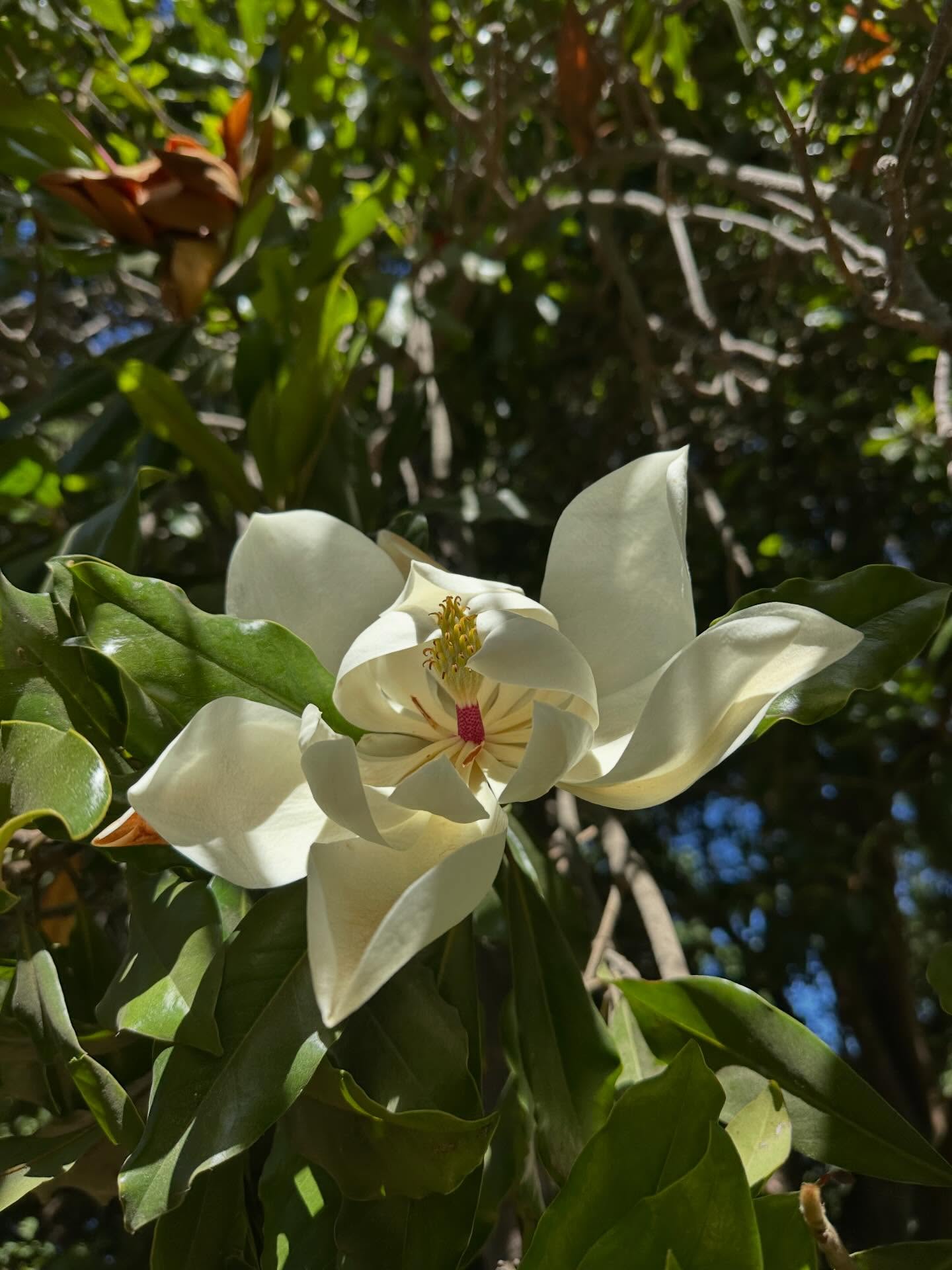 Magnolio Grandiflora 🌿🌼