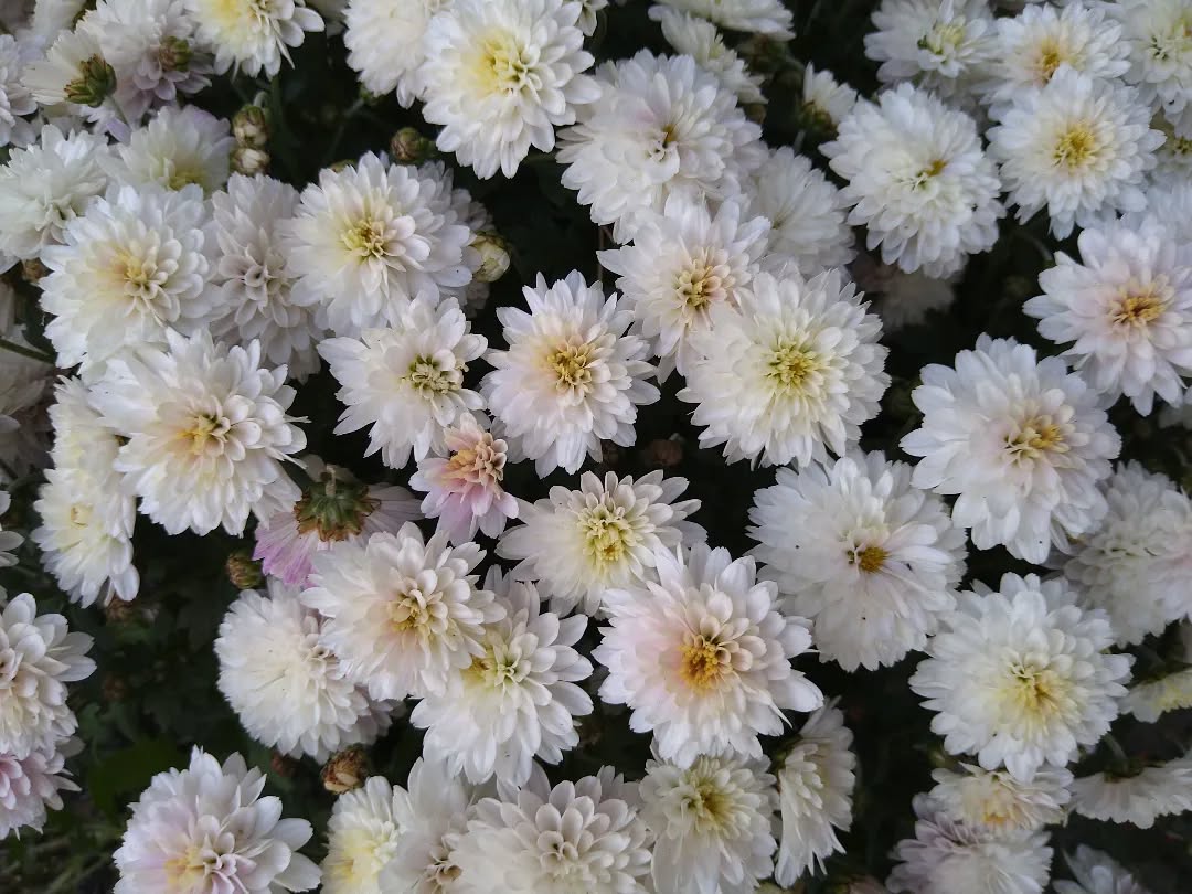 tyncellarcommunityhall #selfcateringcottage #selfcatering #holiday #cottages #margam #porthcawl #bedandbreakfast #inittogether #barnconversion #tyncellarfarm #thebarnbedandbreakfast #inittogetherfestival #farm #farmlife #visitwales #walesadventure #wales❤️#nature #august #wales #summer #flowersofinstagram