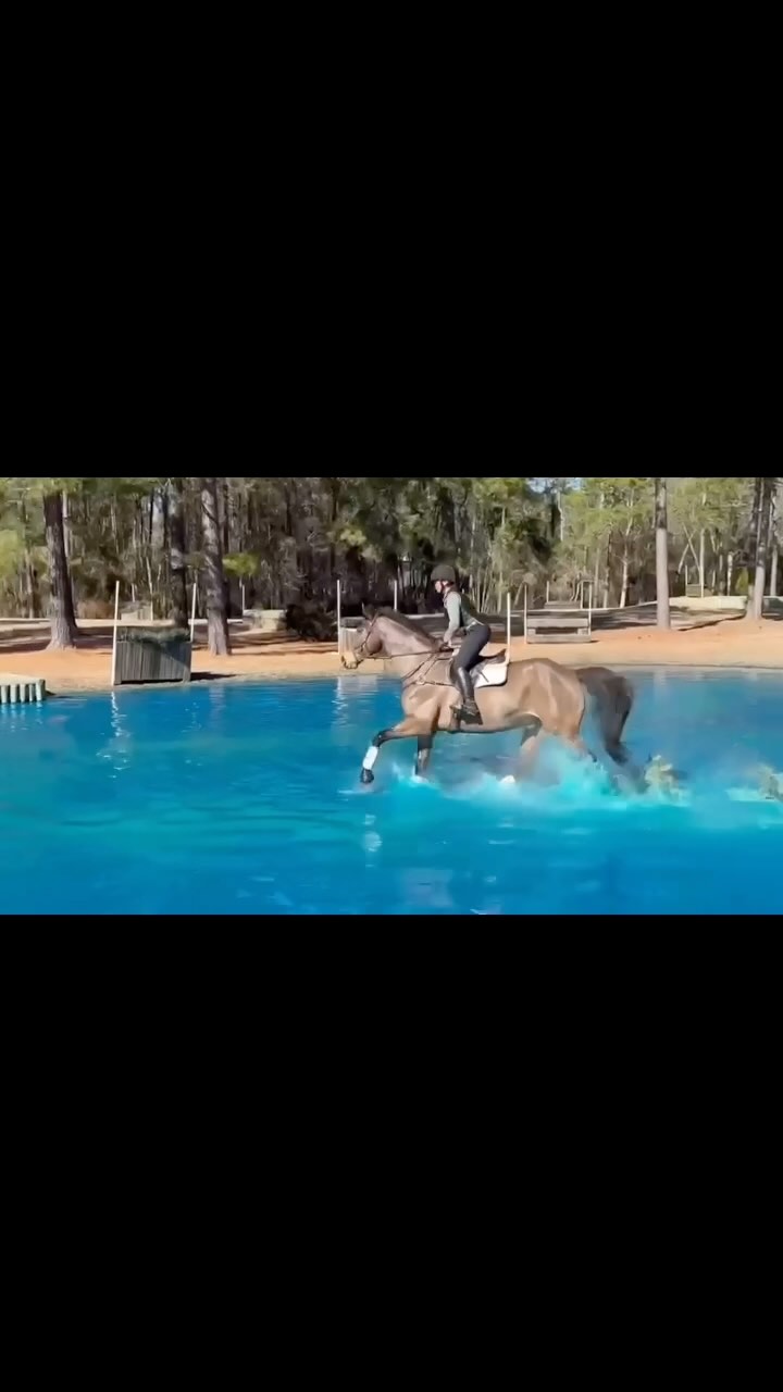 Felt great getting Ted back out to stretch his legs after a little down time! Thank you to @carolinahorsepark @setters_run_farm and @dreambigslowly for opening up their courses! Great seeing everyone as well! Thanks @dejavu_caperacre and @dl_eventing for the 🎥. #millereventing #fernhillfreestyle🍀