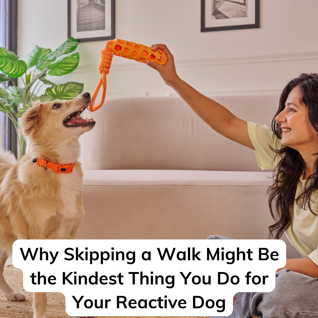 NEW Blog Post + NEW FREE RESOURCE:
What if the kindest thing you could do for your reactive dog wasnât another walk, but a reset? đž
When walks become stress, overwhelm, and exhaustion instead of connection, it might be time to rethink routines with compassion and strategy.
In my new blog post I explore why skipping a walk on purpose â and replacing it with safe play and predictability â can actually protect your dogâs nervous system and build a calmer life together.
Because caring for a reactive dog isnât about pushing harder â itâs about choosing what actually helps. â¤ď¸
Link to both in BIO