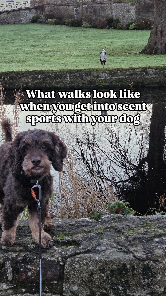 These activities are not only beneficial to meet your dogs needs and tire them out, but they strengthen your relationship and value for you on a walk.
It doesn't have to be 'proper'. It just needs to be fulfilling and fun.
It doesn't matter that they're 'watching'. It's not cheating. They still have to use their nose.. and its still fulfilling and fun.
There are ways to do this before your dog needs to have this level of sit/stay also. This is just one example of what we do.
#dogtraining #scentsports #nosework #scentwork #petdog