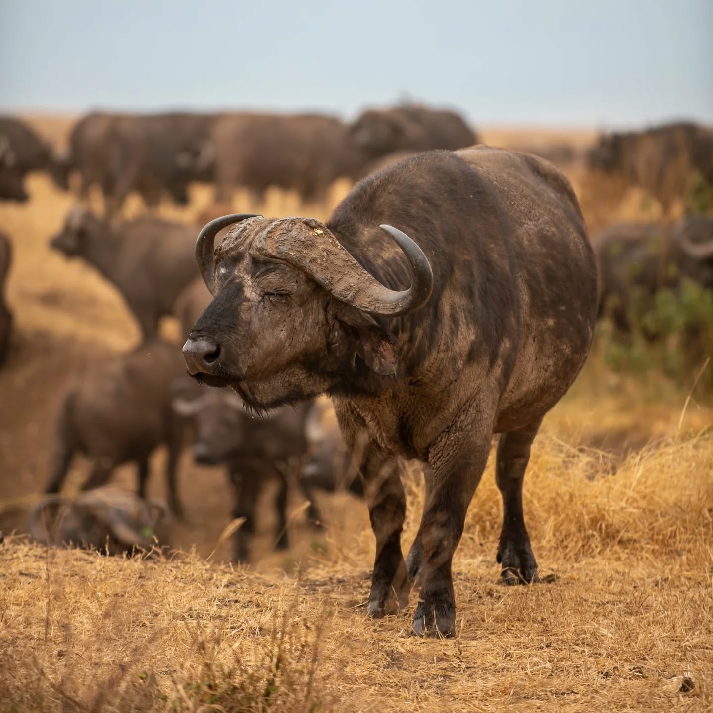 Face to face with raw African power. 🐃
A Cape buffalo — one of the Big Five — standing its ground on the golden plains of Tanzania.
Unpredictable. Powerful. Wild.
This is not a zoo.
This is real safari.
Witness moments like this with expert local guides who know how to bring you close — safely and respectfully.
📍 Tanzania Safari with Gnade Safaris
🌍 www.gnadesafaris.com
#GnadeSafaris #AfricanBuffalo #BigFiveSafari #TanzaniaSafari #WildAfrica #SafariMoments #ExploreTanzania #WildlifeExperience