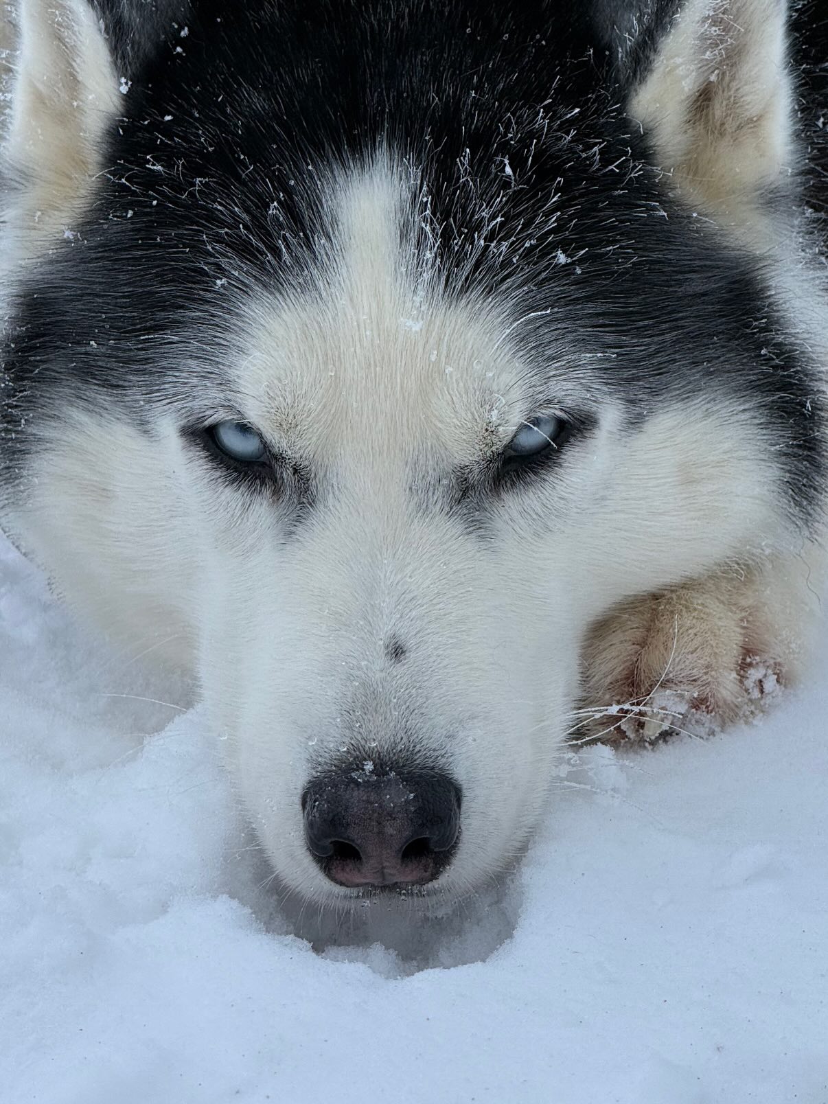 Schneeverliebt… Laarni und Kamea genießen diesen Winter in vollen Zügen… so viel Schnee ❄️ 😍