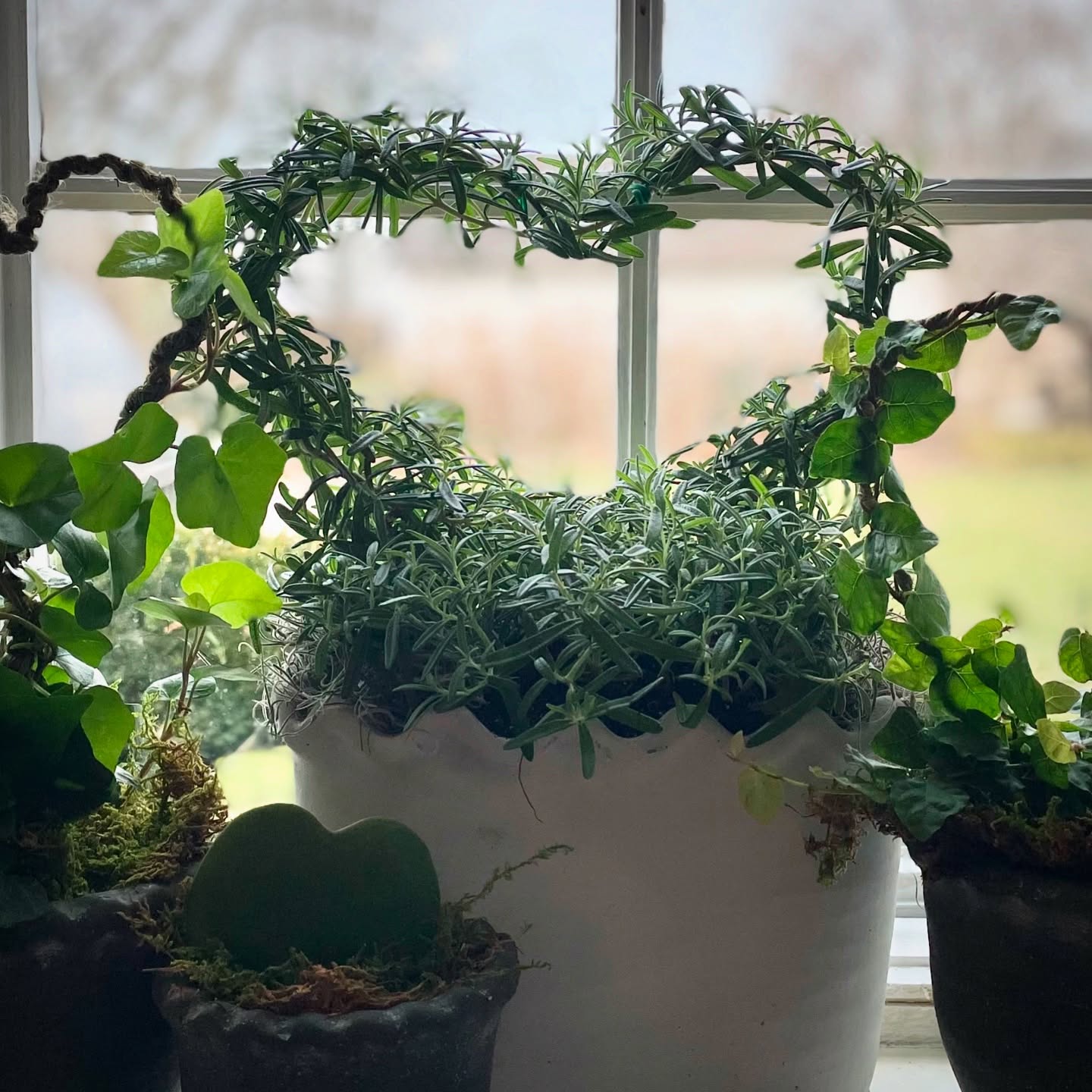 Isn't she lovely? Rosemary symbolizes love and remembrance- and these sweet heart-shaped topiaries convey that message.
Potted up and ready to gift.
Preorder by 1/30 to pick up before 2/14.
Pots will vary, all will be pretty.
Message me here to place an order or visit the Website->Shop->Topiary
Thank you!