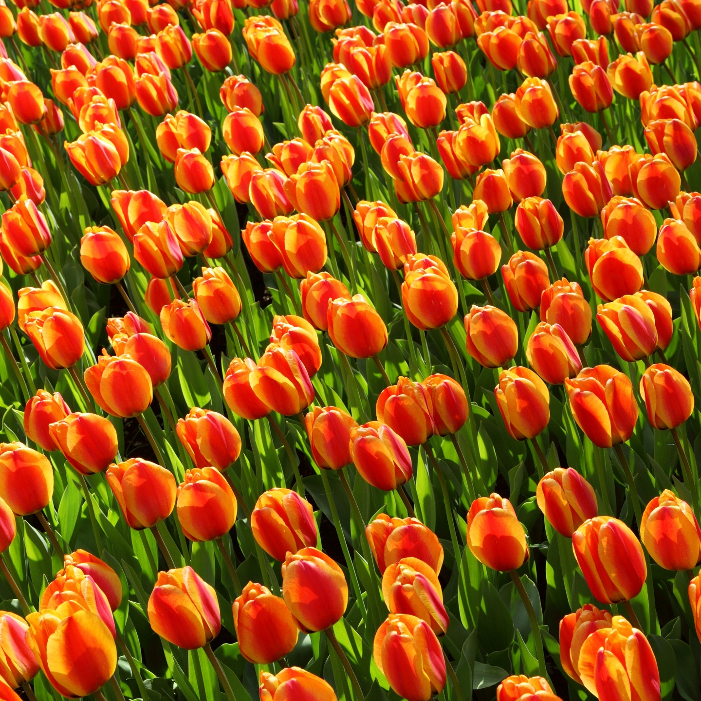 Spring is here! The tulip fields, only 30 minutes away from The City The Hague! #tulips Follow #keukenhof @embracethehague for your The Hague Experience! #denhaag #thehague #thehaguedaily #thehaguecity #thehague_070 #thehague4you #thehaguehotspot #thehaguehotspots #expatnetherlands #thehagueexpats #thehagueexpat #thehagueexperience