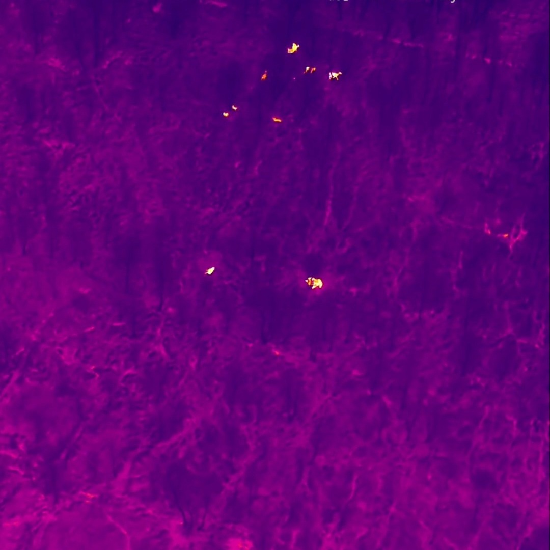We are often asked whether the sound of a drone disturbs wildlife. Our experience shows that many factors influence this, including the drone model, weather conditions, the species involved, and even how the operator flies the drone.
In this clip, three different species are shown while a 7 kg drone is in use. None of the animals are aware of the drone’s presence and that is exactly how it should be.
We look forward to the publication of @naturescot 's Best Practice Guide, which BHWC was pleased to help compile.
#naturescot #wildlifesurvey #bhwildlifeconsultancy #dronesurvey