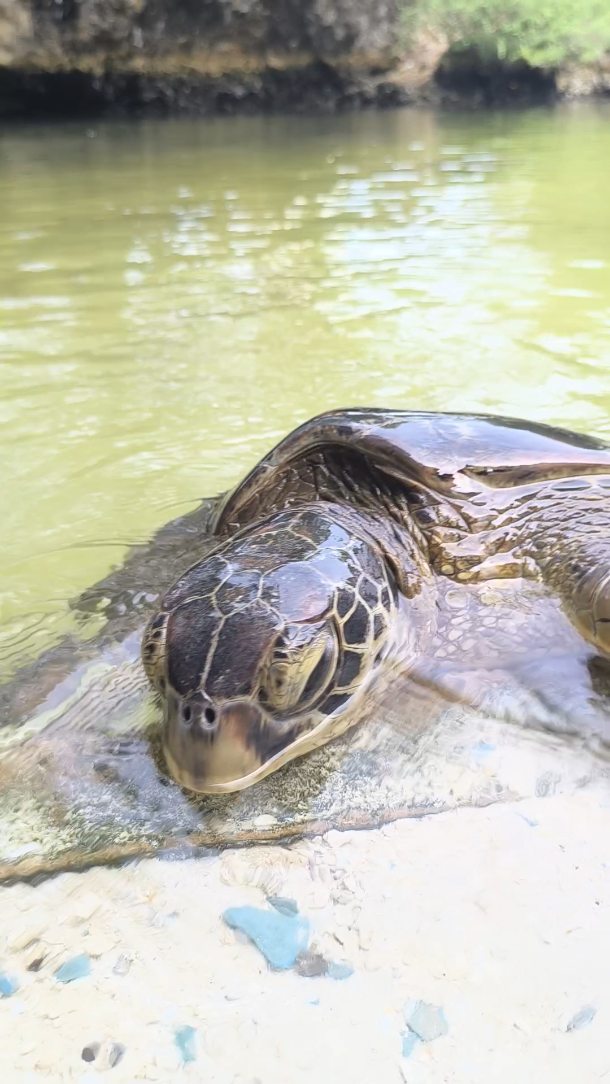 Swim, learn and connect with Zanzibar’s gentle giants at the Turtles Aquarium, Nungwi. A unique experience you’ll never forget!
👉 Book your visit today and make memories in Zanzibar
👉 WhatsApp / Call +255 777 814472
👉 info@cheicheizanzibartour.com
#zanzibar🇹🇿 #tanzania #nungwi #turtles #turtles