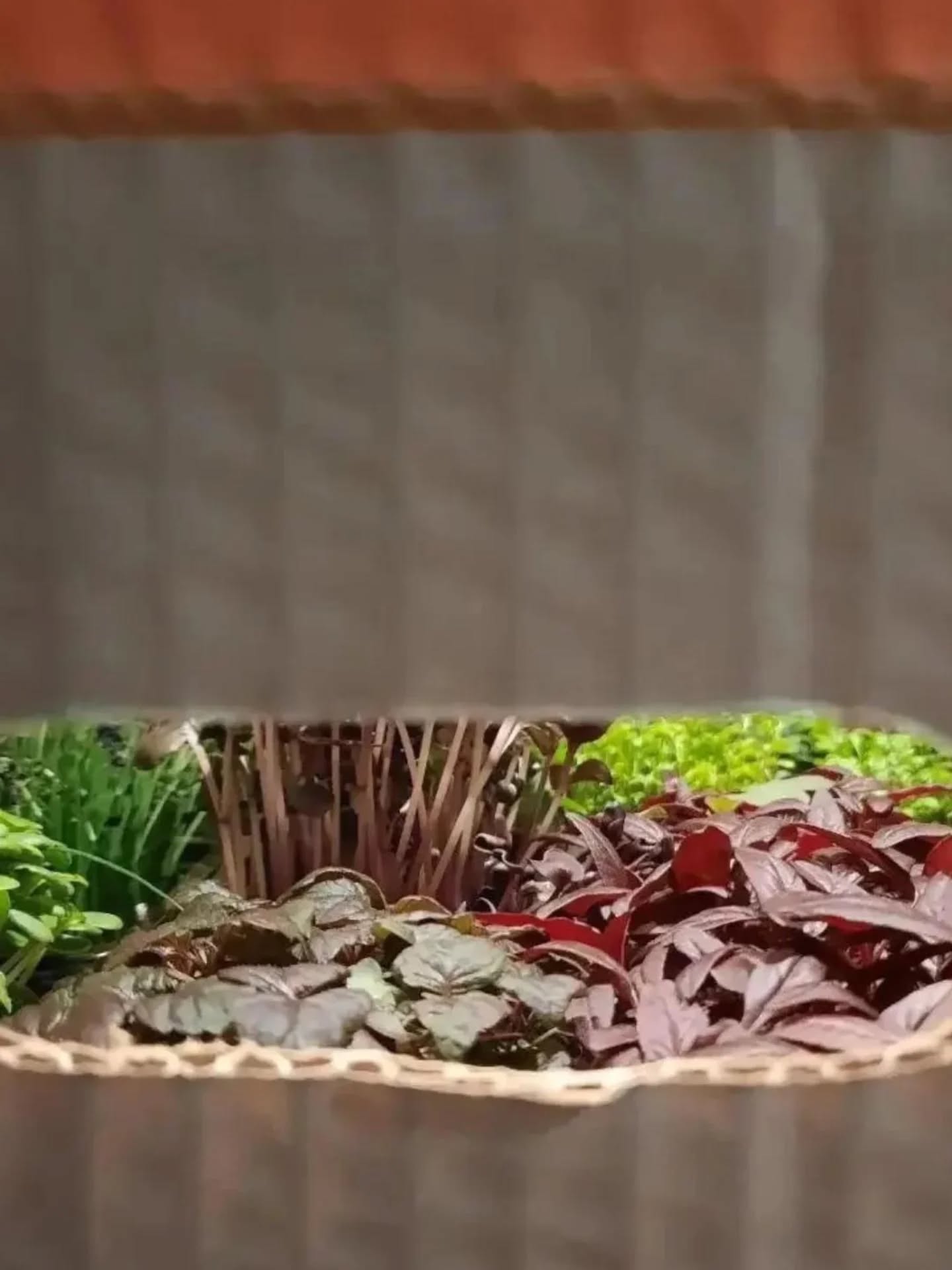 Your best choice in microgreens 🌱
Dirt Free Microgreens 🌱
Athens Gourmet Leaves 🇬🇷 Greek Microgreens 🇬🇷 Packed and delivered as fresh as it gets all over Greece🌱
Eat your greens 🌱
#supportlocal
#athensgourmetleaves #microgreensgreece #microgreens #gourmetcooking mediterraneancuisine greekrestaurants athensrestaurants greekchefs dirtfreemicrogreens gourmetcooking gourmet eatyourgreens microgreen artdelatable🍽 urbanfarming greekmicrogreens
verticalfarming madeingreece producedingreece chefstalk gastrobar culinaryarts culinary garnish chefsofinstagram cheflife happychef artonplate artonaplate7
Photo credit: Yiannis Giassemis