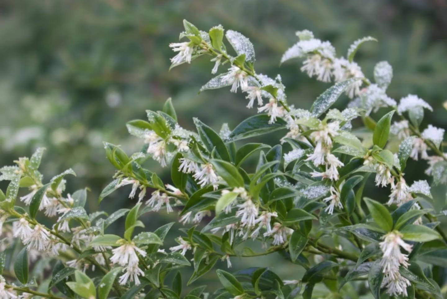 Gardens don't have to be boring in January. Whilst the vibrant summer borders are quiet, Sarcococca (Christmas Box) is doing the heavy lifting; filling the air with a sweet, honey-like scent.
A well-designed garden should draw you outside with the temptation of something to visit even on the crispest winter morning.
Our designers and horticulturists always try to include winter scent in a client's garden, where space allows.
Some of our other favourite winter scents include Daphne, Viburnum, Hamamelis (Witch hazel), and Chimonanthus (Japanese allspice).
What's providing your garden scent in January?
#wintergarden #sarcococca #englishgardenstyle #plantingdesign #gardeninspiration