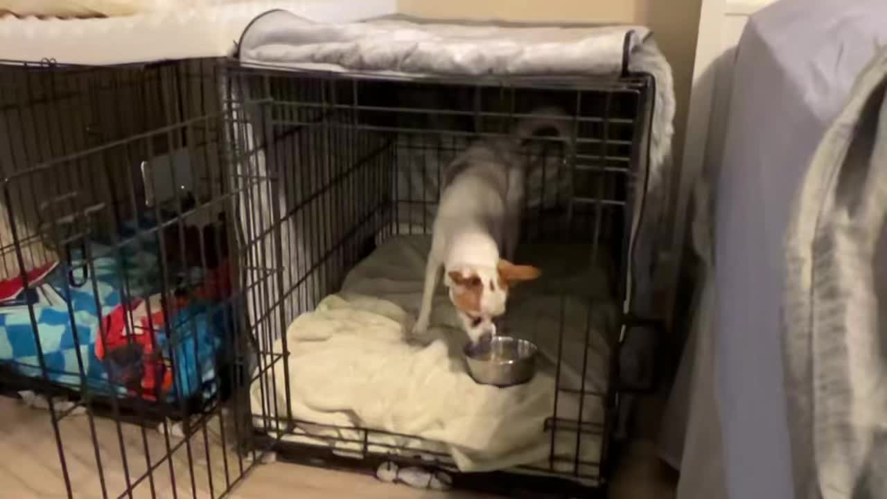 Dog Talk Tuesday: Rooting
Rooting is a very hard wired instinct where dogs use their nose to “bury” or “cover” something.
Most often it’s a food item that the dog could potentially be trying to save for later or even resource guard.
However, dogs can also display this behavior to items that they don’t like the smell of, don’t want near them, or it could even be making the dog nauseous. We see it a lot in vet med. These reasons here classify as distance increasing signals. It would be similar to you feeling sick to your stomach, someone hands you a sandwich that makes you queasy, and you push it away with your hand.
Dogs can definitely actually cover the items with blankets and bedding or outside with dirt. But we also see plenty of “air covering” where the dog is acting on instinct even though - bless their hearts - they’re not doing much!
As always, when reading body language we have to remember to read it like we would read a sentence. Understand that it’s all the words together that create the meaning of a sentence, not one word alone. Thereby we also need to take all of the dog’s body language signals combined to create a meaning, and not focus on one single body part by itself.
#RotNDog #RotNDogTraining #dogtrainer #dogtraining #dogbehavior #soflo #palmbeach #broward #puppies #puppytraining #gooddog #goodpuppy #obedience #aggression #fear #anxiety #behavior #training #muzzle #adopt #rescue #shelterdogs #dogswhobite #dogtalktuesday