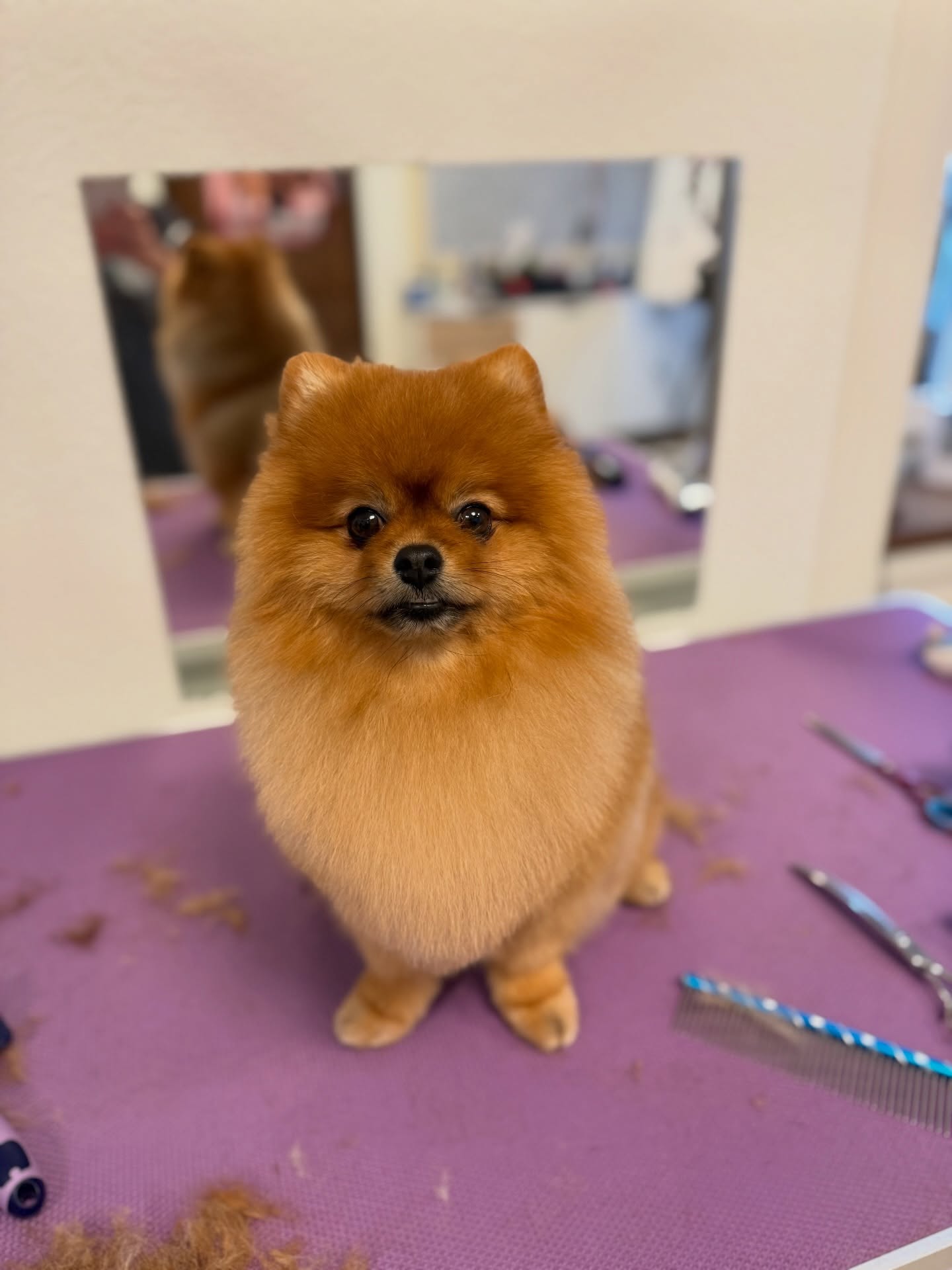 #spitz #pomeranian #hundesalon #luzern #hundesalonluzern