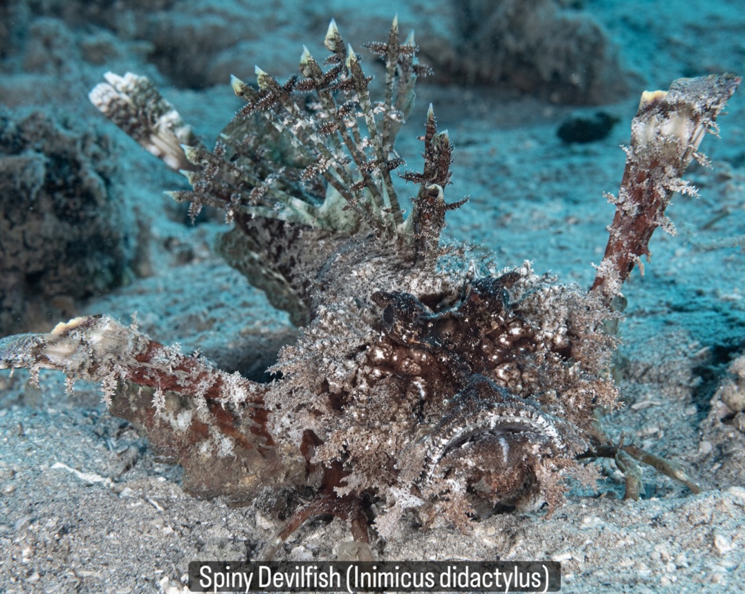 ๐ชธ ๐๐ก๐ ๐๐ฉ๐ข๐ง๐ฒ ๐๐๐ฏ๐ข๐ฅ๐๐ข๐ฌ๐ก โ ๐ ๐๐๐ฌ๐ญ๐๐ซ ๐จ๐ ๐ญ๐ก๐ ๐๐๐๐๐๐
The Spiny Devilfish (Inimicus didactylus) is one of those remarkable finds that remind you just how much is hidden in plain sight. Perfectly camouflaged against the sand, it spends most of its time lying still, waiting for passing prey to venture a little too close.
โ
These photos were taken in Havannah Harbour, where I recently found two individuals just a few feet from shore in barely two feet of water โ proof that you donโt always need to dive deep to encounter something extraordinary, and all the more reason to make sure youโre wearing appropriate footwear when entering the water in the tropics to protect yourself from the venomous spines of these kinds of critters.
โ๐ธ John Warmington
๐๐๐๐ง ๐ญ๐จ ๐๐ข๐ฏ๐ ๐๐ง๐ ๐๐ข๐ง๐ ๐ง๐๐ฐ ๐๐ซ๐ข๐ญ๐ญ๐๐ซ๐ฌ?
Links in Bio
#UnderwaterPhotography #ReefCritters #VanuatuMoments #DiveVanuatu #devilfish