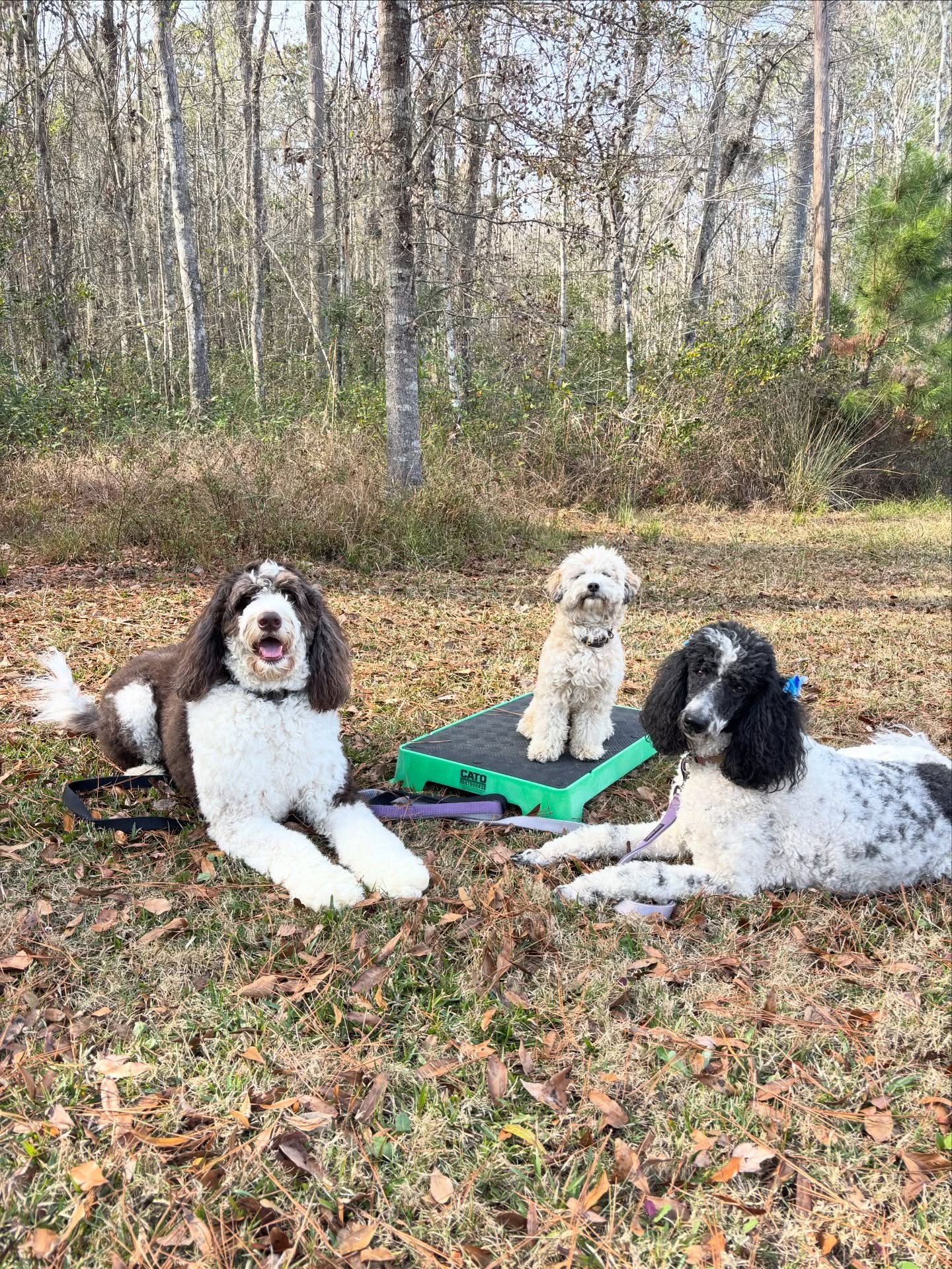 🎓 The “Three D’s” of Training
To get a shot like this, you have to master the three pillars of a solid “Stay”:
Distance: How far away can you walk with the camera?
Duration: How long can they hold it before the “wiggles” take over?
Distraction: Can they ignore that bird? Or the smell of dinner?
Training Tip: If your dog keeps breaking their stay, you’ve probably pushed one of the “D’s” too fast. Scale back, reward the small wins, and remember: even a 2-second stay is a victory!
#dogsofsavannah #doodlesandpoodles #savannahga #dogtrainingtips #dogtrainingadvice