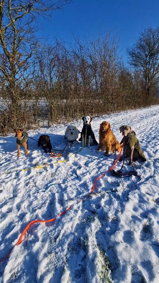 🐾 Let's pawty 2026 🐕
Nouvelle année, nouvelle aventure et quoi de mieux pour bien démarrer l’année que de la neige ?! 🤩 ❄️
Petit aperçu de cette première semaine de folie pour le plus grand bonheur de toute l'équipe 😁🥰🤍
#dogwalker #luxembourg #promenadepourchiens #neige #happiness