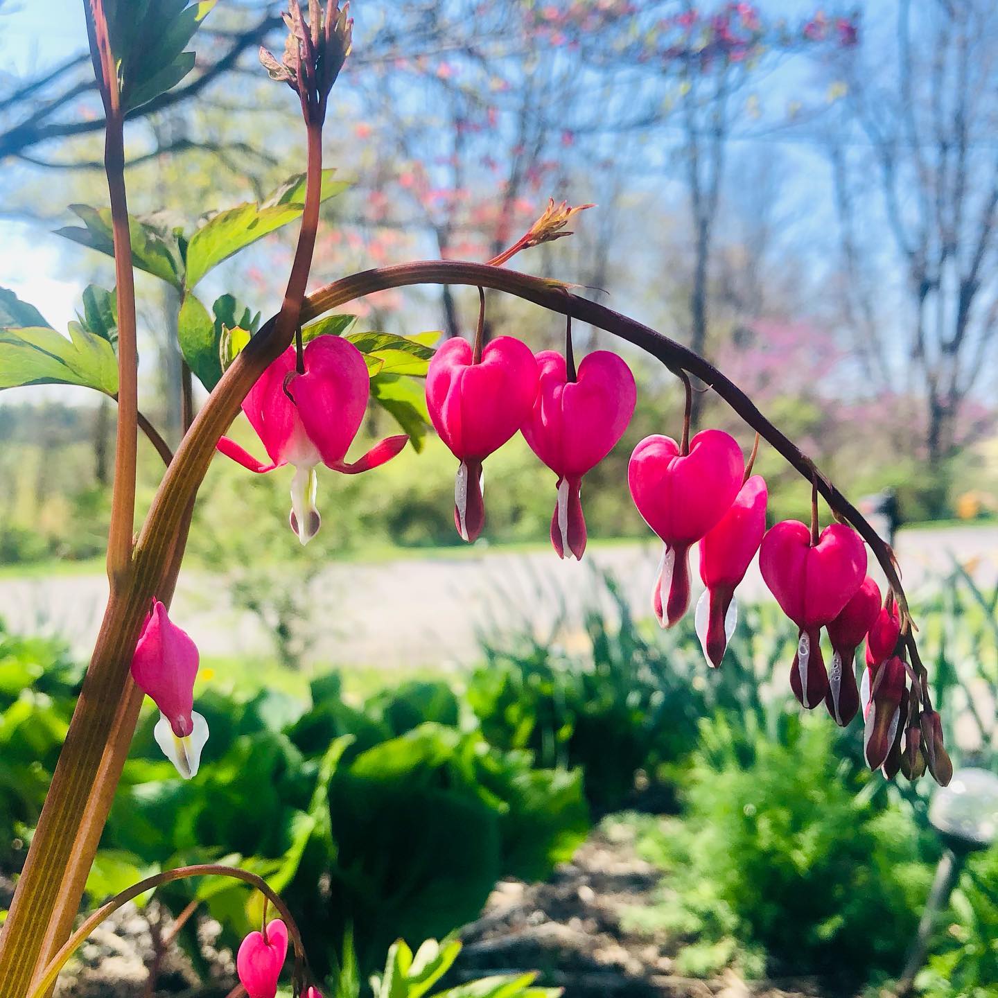 Happy Day of Celebrating blessings from this abundant planet...
🌍 Happy Knowing and Trusting that we are supported in more ways than we can imagine, with gravity and without
🌏 Happy Rising Up to experience the sweetness of expansion and new life
🌎 Happy Receiving & Appreciating all that our beLOVED home offers us
🌍 Happy Breathing in the beauty and cycle of each season, however it may find our hearts
🌏 Happy Honoring the wholly (and holy) interconnectedness of all existence.
🌎 Happy Remembering TO REMEMBER…and commit to some small or big action to HONOR HER.
💞 Happy Earth Day
#ourhome #earthday #wildplaces #simplebeauties #loveyourmotherearth #presenceoutdoors #breathedeep #interconnected #bleedinghearts #nature #supportfromtheearth #outside #ourplanet