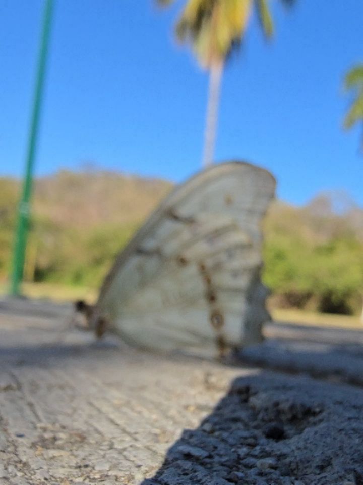 I was walking back from the beach while listening to @brenebrown Ground Up book on Audible.
And feel like the whole book is speaking directly to all of us in some way...changemakers, dreamers, realists, writers, poets and creators out there during this difficult time. It might not give us the solutions, but definetly gives us perspective and speaks to the mismanagement of time, power and word, the limited narratives, the created stories that dont fit anymore, the possibility and capacity that we have as Humans to build smarter, grow tighter, build community and communication and systems for better efficiency while shifting our narrative towards an irrevocable common mission.
That mission is being human with rights for all.
With nothing but the courage of ancestors, love of thousands of years of culture, love of the land, and hearts of lions and minds sharp as steel...
So much to see, not sure whats real or not, overstimulated, overextended, unsure of what the future holds, just too much to compute, fully understand or process...
Here is to shifts and change.
If you need something to help make sense of your business, your systems and the sheer power of grounded transformation this is a book you wont want to miss.
Thanks @brenebrown for this is the hope many of us need and need to understand and implement... also gives perspective on paradox, communication, courage, resilience, change and transformation
For one for all