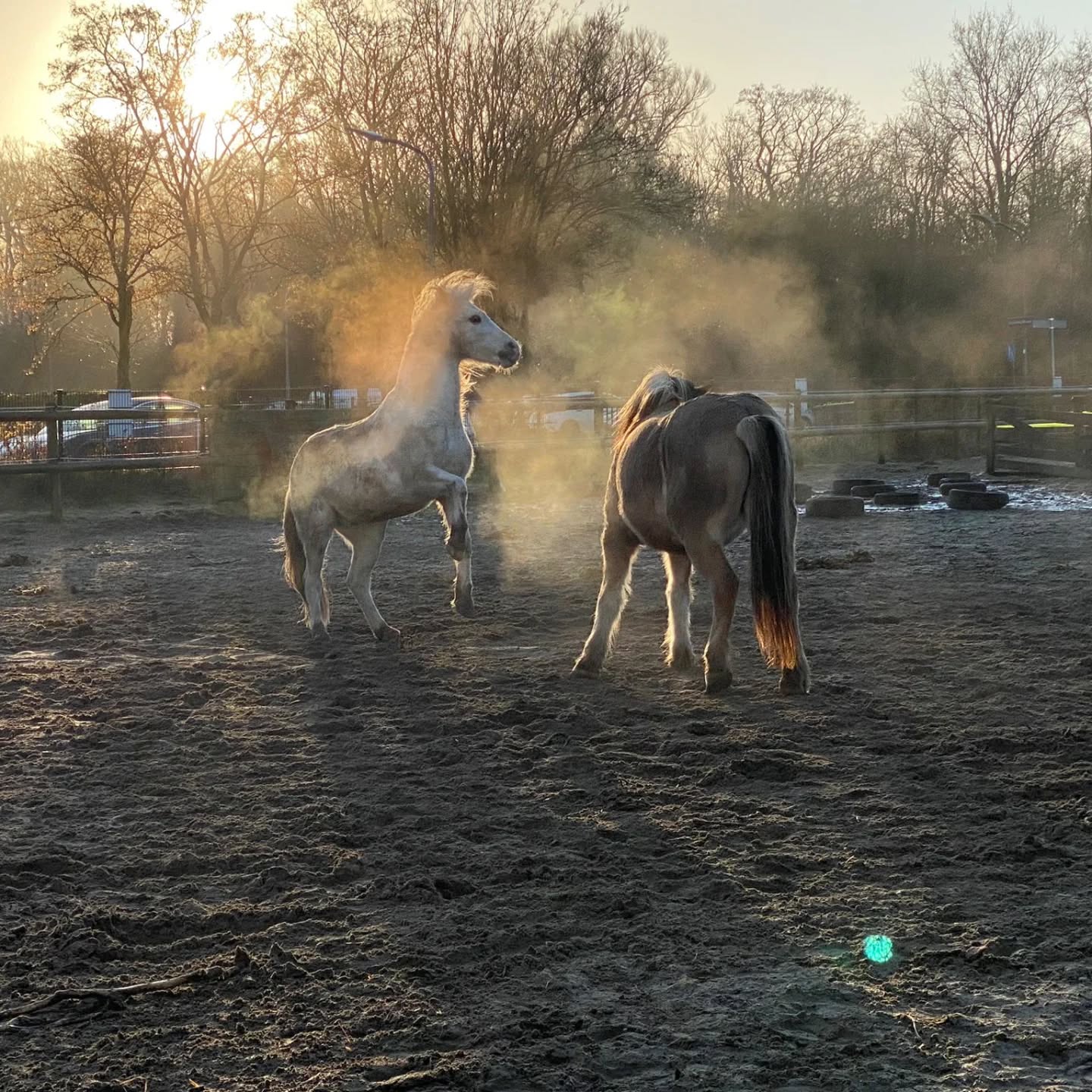 Paardenspel!
En of de paarden nog wat energie over hebben buiten hun lessen in de middag! Floris is vaak wel in voor een spelletje en gaat dan actief in de groep opzoek naar een speelmaatje.
Yljon is er vaak wel voor te porren!
Precies waarom wij de paarden 24/7 in een groep willen hebben staan met de ruimte om te doen waar ze behoefte aan hebben.
Dank @mister._raccoon voor de foto!
#dezonneruiters #zonnepaarden #paardenlekkerbuiten #paardenvrienden #paardenwelzijn #paddockparadise