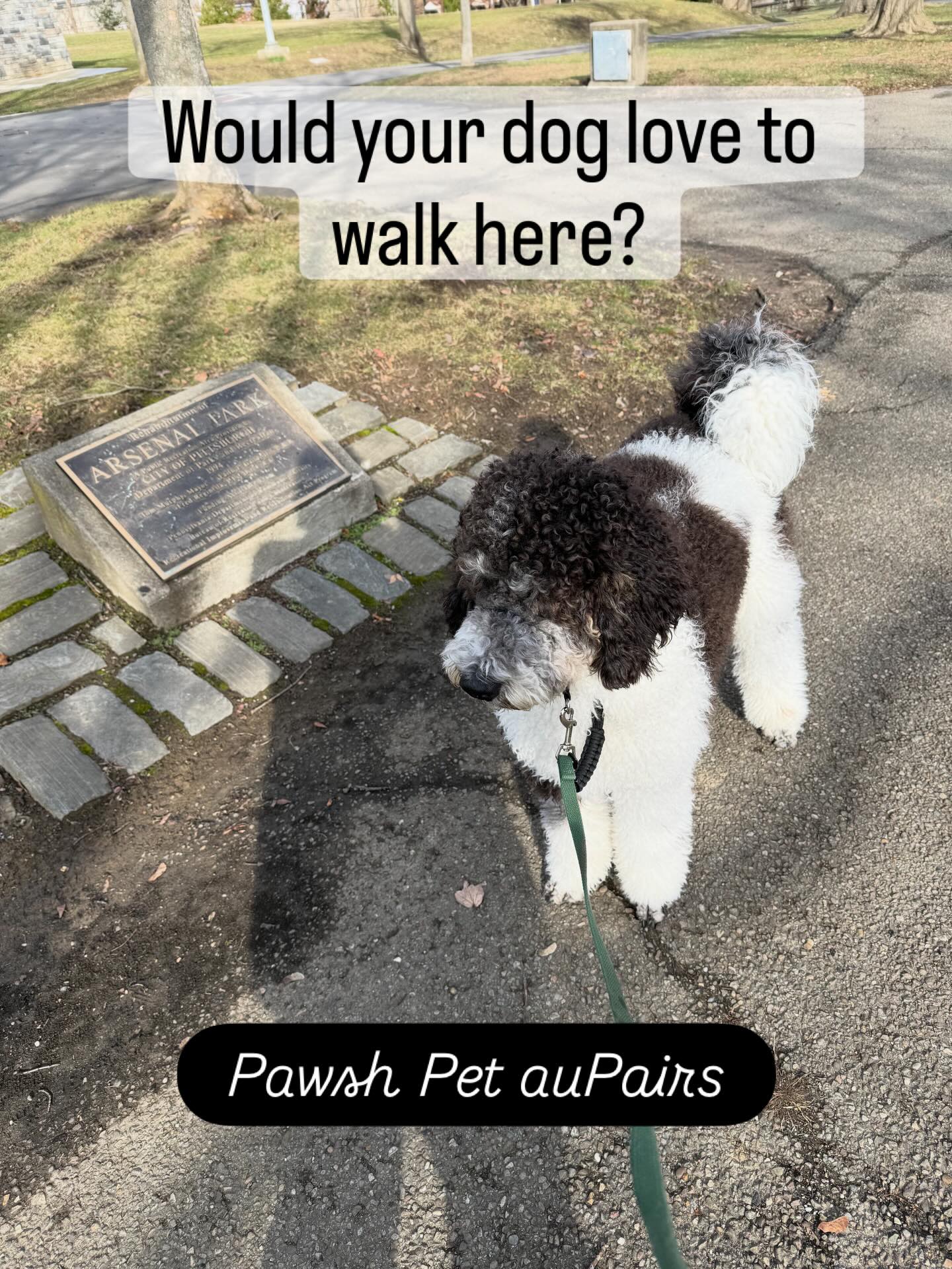 Pawsh Pet auPairs is growing in Upper Lawrenceville and Bloomfield. Schedule a meet and greet today.
#pittsburghpets #dogwalkernearme #winterintheburgh