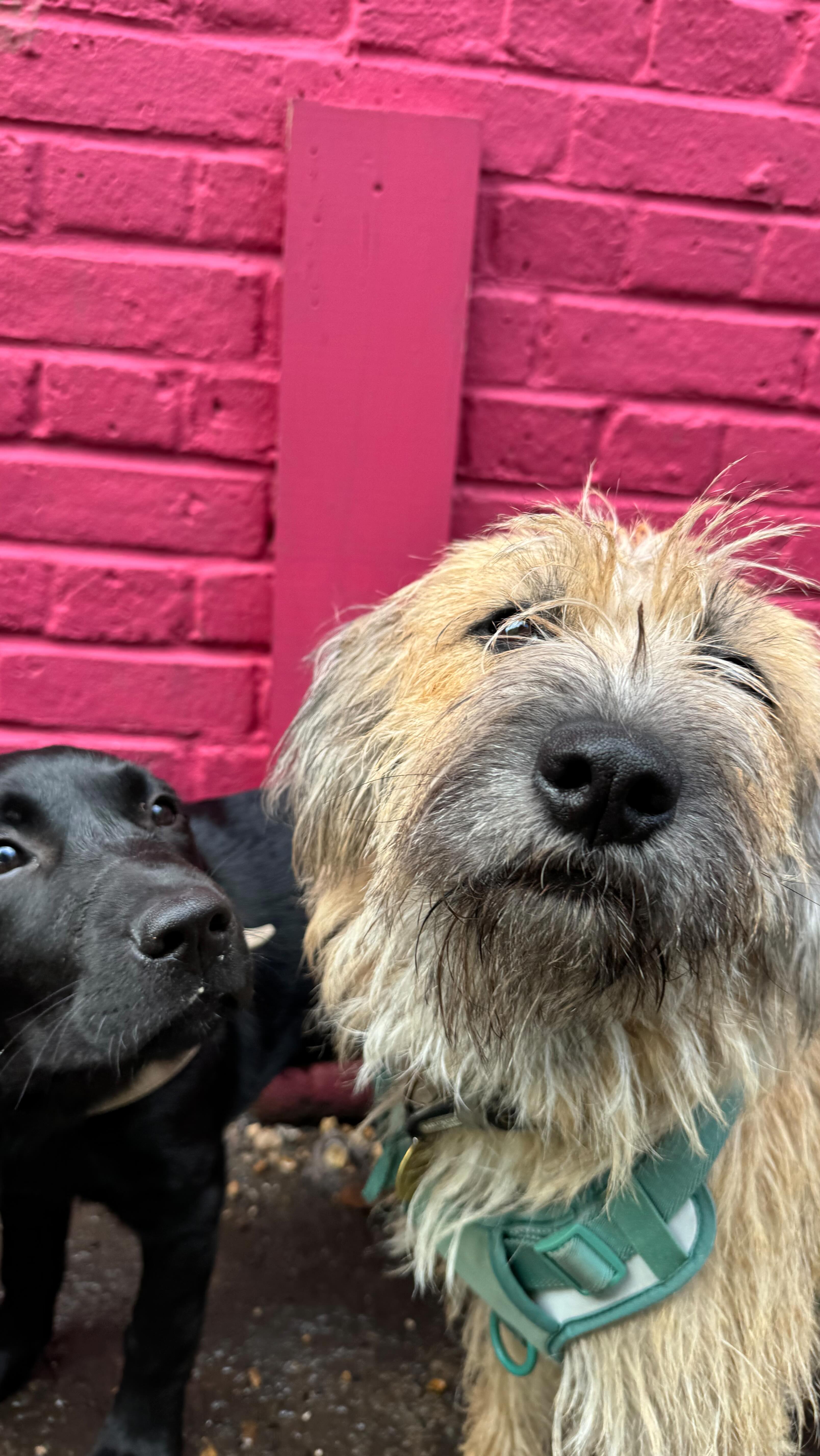 2025 hasn’t just been about enriching dogs’ lives.
It’s been about dogs quietly transforming human lives too.
At Paws & Pause, every wag, walk and cuddle plays a part in something bigger.
This year, our social impact programme — supporting people in recovery from mental ill health and/or addiction — has grown into something we’re incredibly proud of:
💖 Over 25 individuals welcomed into our community and graduating from our 6-month programme.
💖 The launch of an advanced placement pathway, offering a further 3 months of supported growth.
💖 Two former trainees stepping into management and leadership roles.
💖 Two graduates joining the team as apprentices.
💖 Five individuals (2 trainees and 3 volunteers) moving into regular paid employment with us,
💖 30+ workshops focused on confidence, employability, and life-building skills.
And that’s only part of the story…
When you choose Paws & Pause, your dog doesn’t just have a great day.
They help rebuild confidence.
They help restore purpose.
They help change a life.
Paws & Pause — where care goes both ways.
#dogdaycare #doggydaycare #doglovers #dogsoflondon #pawsandpause #socialimpactbusiness #dogswithpurpose