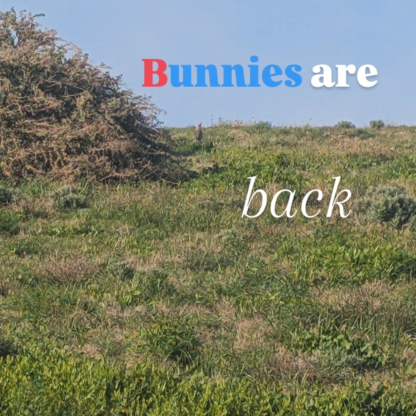 Our bunnies are back! This one can even stand :).. more in our upcoming guides. Bunnies are at core of Porto Santo history.
#howtoportosanto #portosantoisland❤️ #portosantoisland #portugal