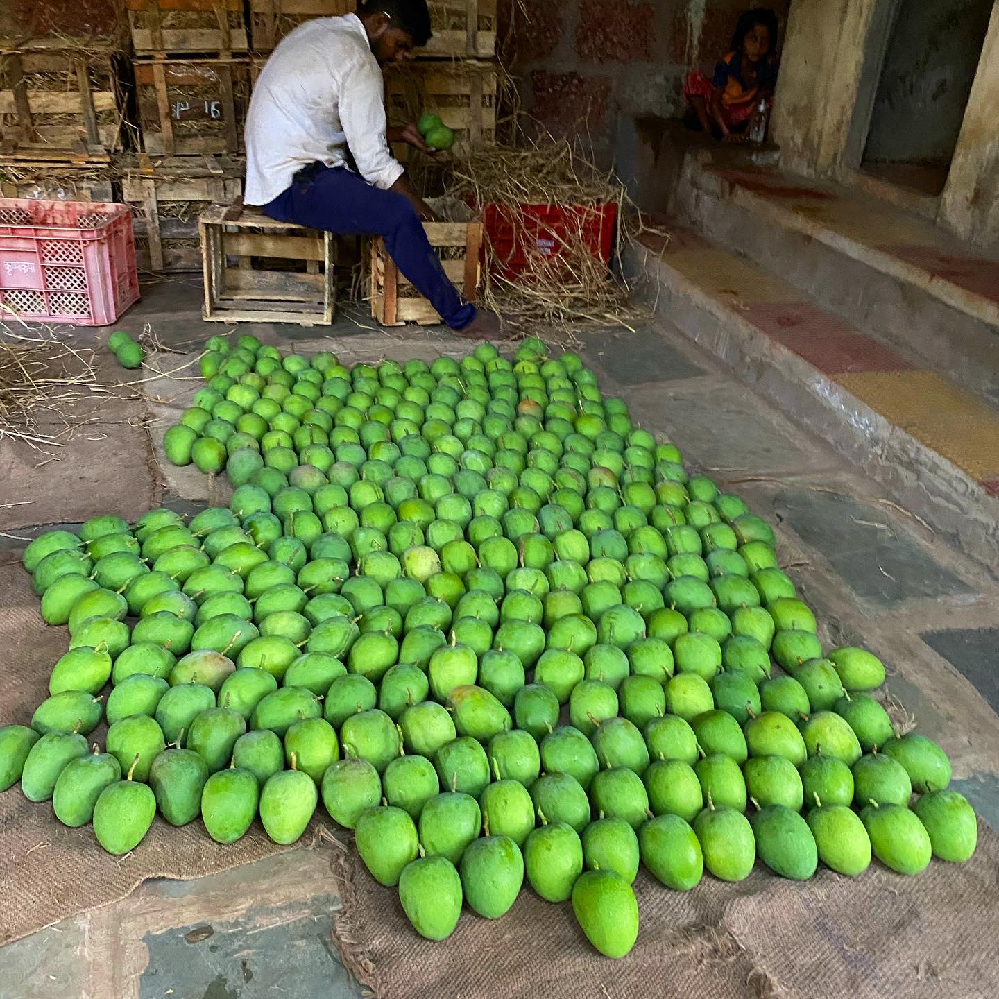 Mango sorting at farm workshop #A1!! #yimmy #a1 #mango #alphonso #yettoripe #ripemango #devgamango #delish