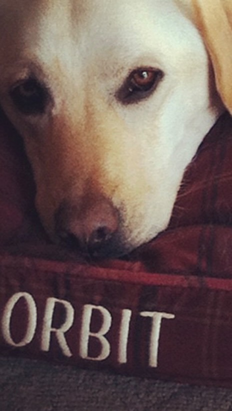 Saying goodbye to the dog that started it all.
Orbit came into our lives and quietly changed everything.
He walked beside us as we learned,
grew, and began to imagine a different future—
one where children aren’t asked to fit in, but belong.
The work we do today exists because of what he showed us, simply by being who he was.
Thank you, Orbit,
for showing us the way. 🧡