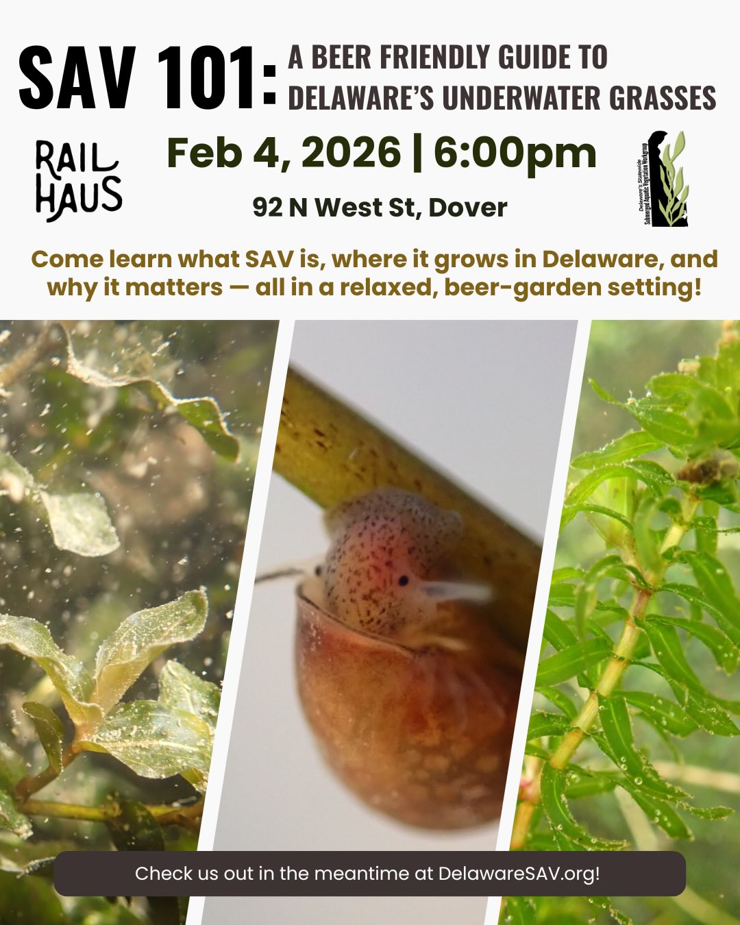🍺🌱 Biergarten Banter at Rail Haus
Think of SAV as Delaware’s underwater forests — cleaning water, sheltering wildlife, and holding the bottom together.
Come learn what’s growing beneath the surface at SAV 101!
📅 Feb 4 | 🕕 6 PM | @railhaus