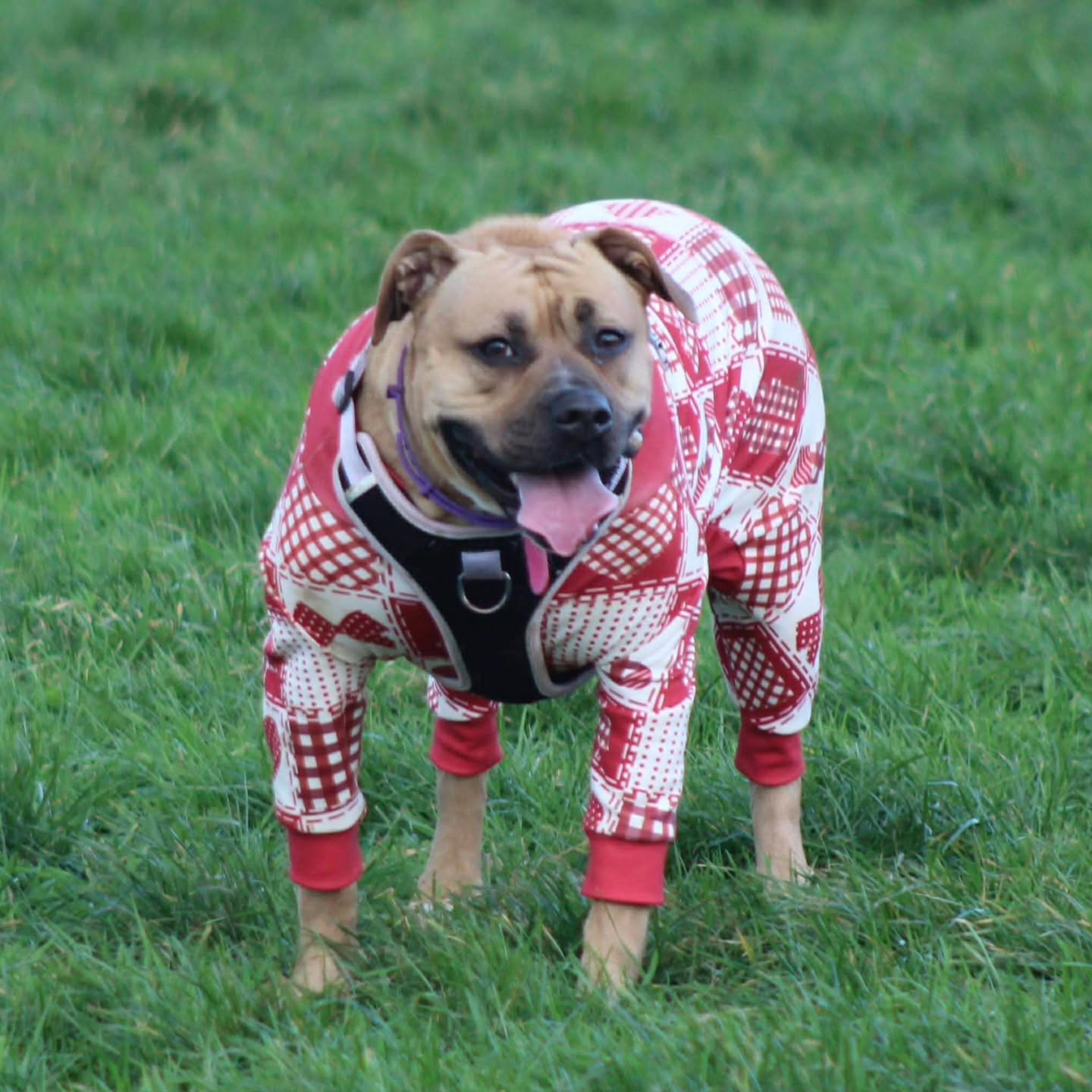 The festive season might be over but the winter warmers are still out on display. Don't they look cosy? 🤩
📍 Wanderlust Walkies, private dog walking fields in Devon
#SecureDogField
#SecureDogWalking
#DogFieldDevon
#DevonDogs
#WanderlustWalkies
