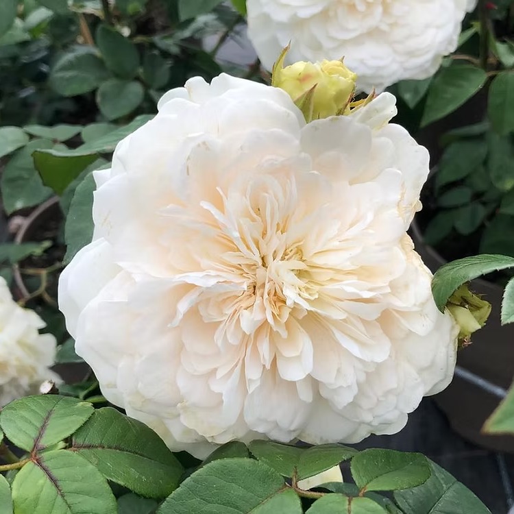 🌑 Sombreuil 🌑 Fragrant, fully double blooms form flat, quartered, white rosettes, occasionally with a hint of pink at their centres, that repeat-flower from summer through autumn. Originating around 1850, this rose is a cherished favorite for its romantic charm and enduring appeal. Do you have one in your garden? Let us know what you make of it!
Height - 2.5m x 3m
Fragrance - Good Fragrance
Colour - Orange, aprico,t and pink
Bloom size - Large
Flowering - Repeat flowering
Available to order from our website, link in bio.
#gardeninglife #gardeninginspiration #rosegarden #rose #classicroses