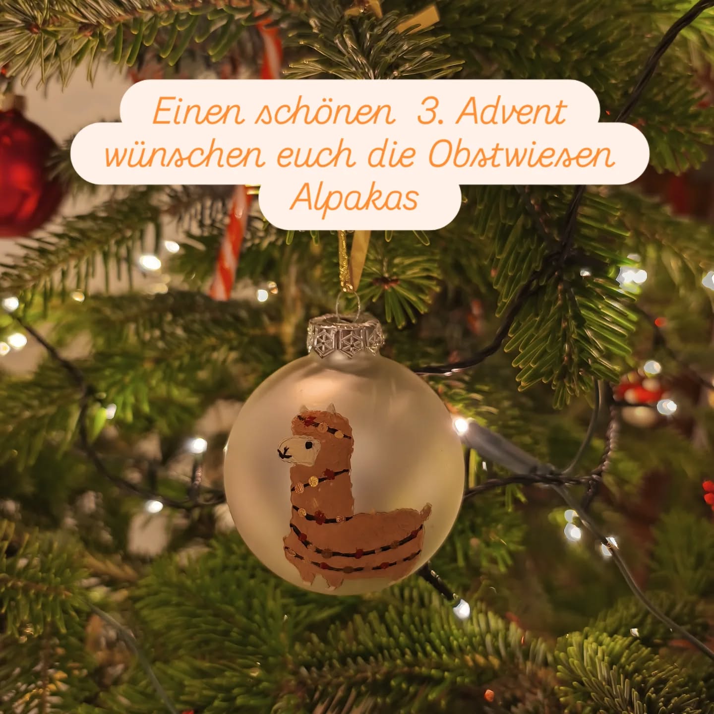 Schon wieder der 3. Advent. 🦙🎄 Habt eine schöne Zeit!
@obstwiesen.alpakas #alpaka #alpaca #
advent #pepperdasobstwiesenalpaka #badmunstereifel #badmünstereifel #euskirchen #köln #cologne #christmastime #bonn #nrw #ahrtal