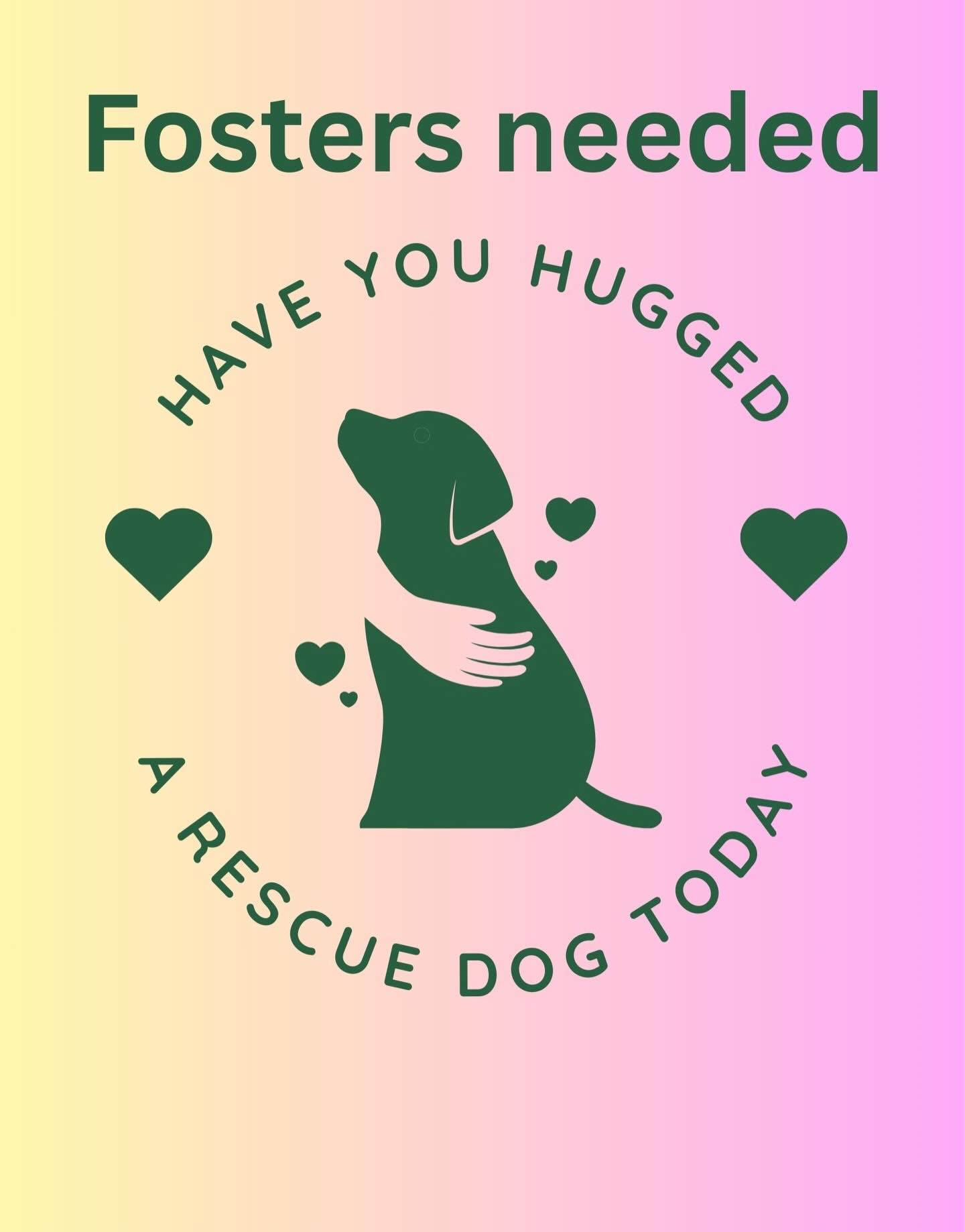 Who is ready to foster? 🙋♀️ We have puppies or Momma Chicken or Gage that all need fosters.
All supplies and vet care can be provided. You provide the love and care.
🩷Puppies go in sets of 2. 🐾🐾🐾🐾 we have 8 looking for a spot.
♥️Momma Chicken is very sweet and snuggly. She is just looking for a loving spot to hang until she can be spayed and adopted out.
💙Gage could use a change of venue to get some new exposure for adopters. He does well with large friendly dogs. Takes a minute to warm to new people. Obsessed with playing fetch. 🎾
#openyourheartopenyourhome #fosterpuppies #fosterdog #WAdog #Sammamish