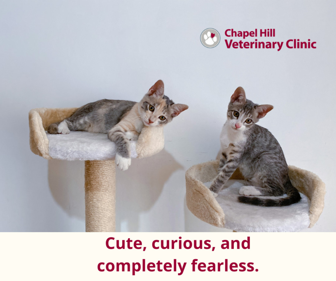 A little curiosity goes a long way 🐱💙