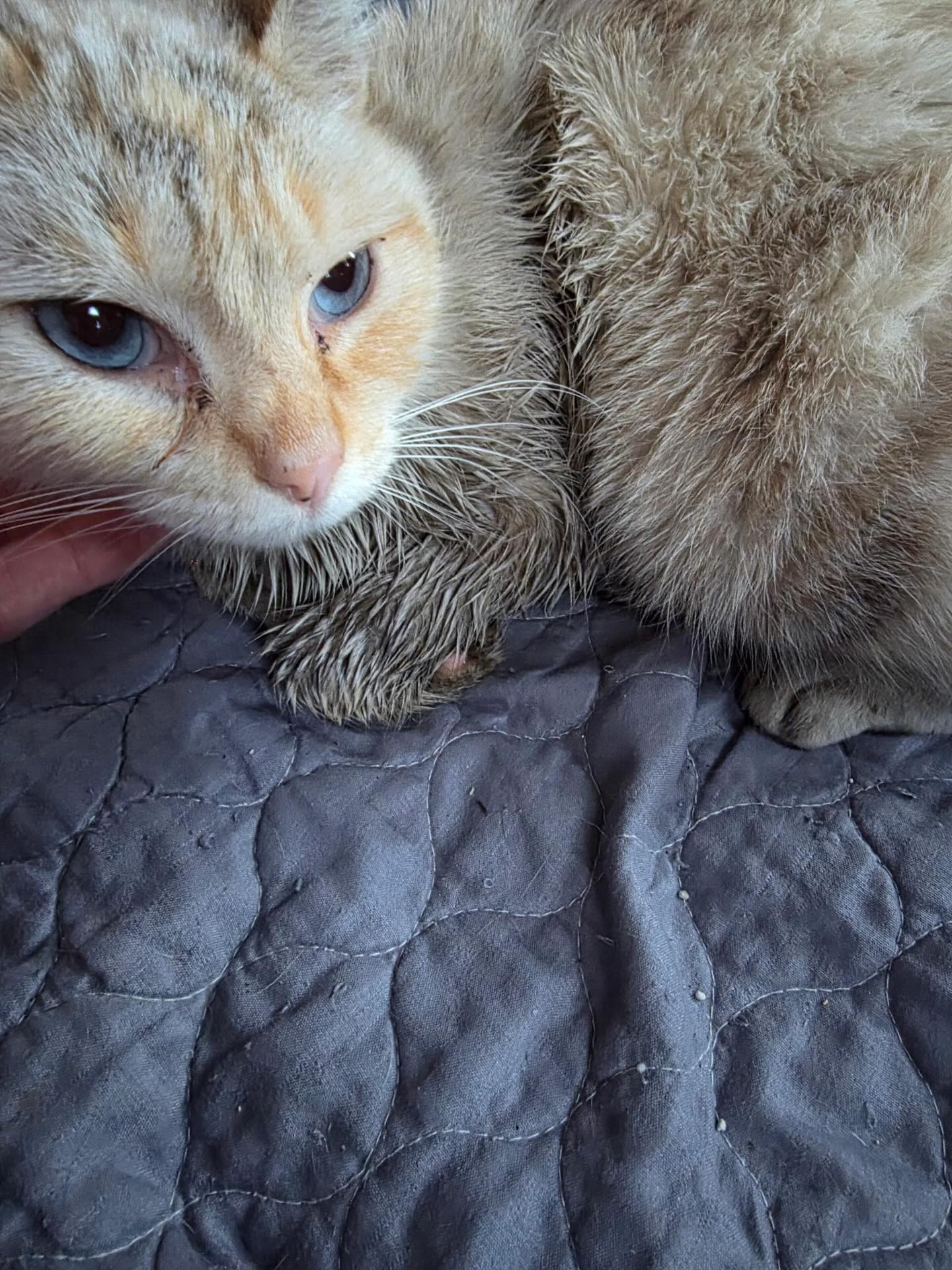 💔 This sweet kitty came into our care today under heartbreaking circumstances. 💔
Earlier this morning, a woman in the community reached out after seeing this cat in her neighborhood. At that time, the kitty looked completely fine. Just a couple of hours later, the same cat returned — covered in oil.
The amount of oil on her body was not accidental. It was extensive and deeply concerning. This little one was scared, dirty, and clearly needed help. We immediately stepped in and brought her into our care.
She has been cleaned, assessed, and is now safe. 🐾 She will receive any medical care she needs and, most importantly, compassion and love.
We are absolutely heartbroken that an innocent animal could be treated this way. No animal deserves cruelty. Ever.
If you are feeling overwhelmed, struggling, or unable to care for an animal — please ask for help. There are humane options. What happened to this cat was not one of them.
Thank you to the kind person who spoke up and helped her. And thank you to everyone who continues to support us so we can be here for cats who desperately need someone to protect them.