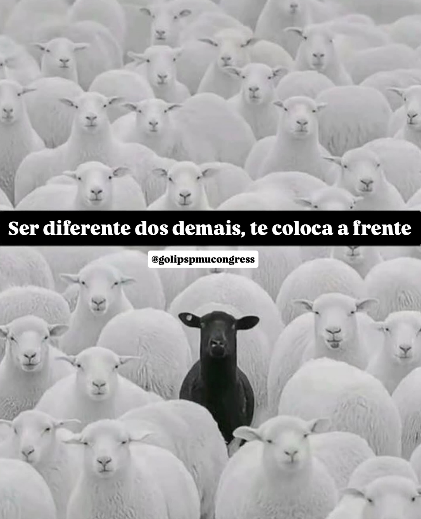 Ser diferente é maravilhoso.
Enquanto o concorrente tá gastando pra OSTENTAR você está investindo no que traz retorno para seus clientes, suas alunas e pra você, te colocando em lugar de destaque 🖤💛