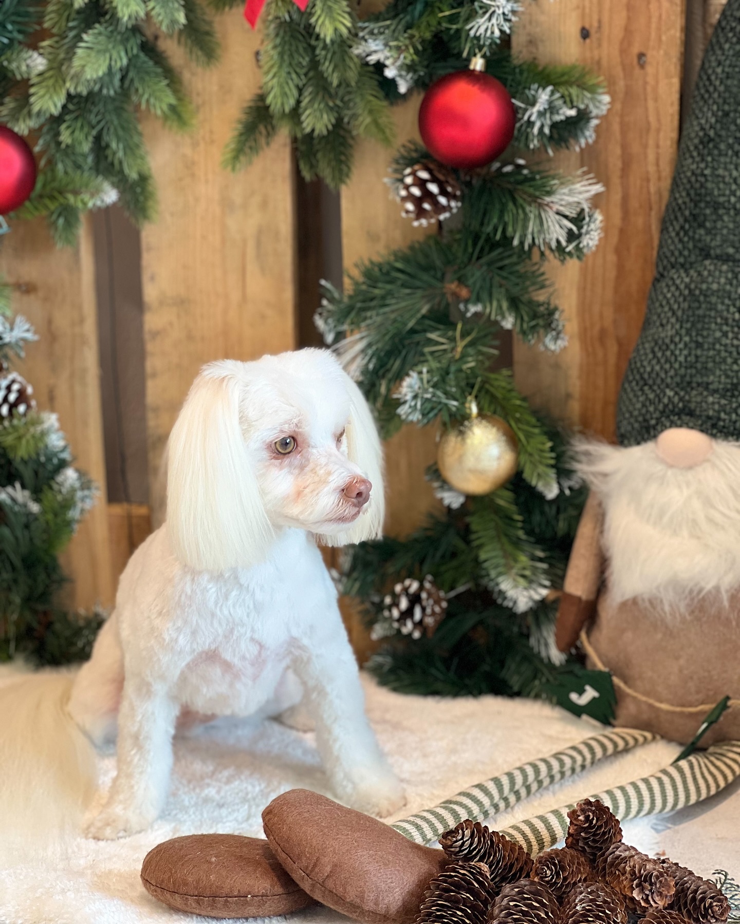 Hannibal 🤍
#jelenashundesalon #münchen #feldmoching #hundesalon #hundesalonfeldmoching #bayern #bayernmunich #germany #deutschland #hund #hunde #hundeliebe #hundefotografie #hundepflegen #hundeportrait #dog #dogsofinstagram #dogs #dogoftheday #doglife #pet #petlovers #groomer #grooming #malteserlove #malteser #christmas #weihnachten