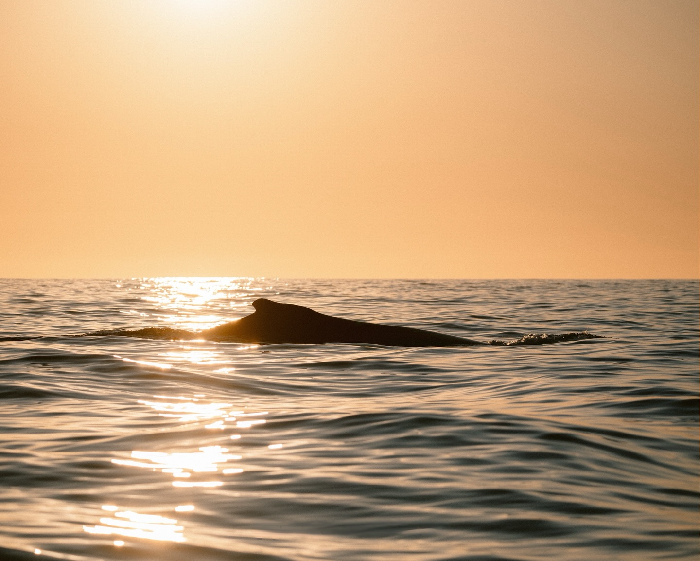 El ecosistema marino de Los Cabos no es una sola escena… son muchas capas conviviendo al mismo tiempo. 🧡
En su paso migratorio, la ballena gris nos visita, silenciosa y constante, siguiendo rutas que existen desde hace miles de años. También las ballenas jorobadas, las favoritas de todos, incluso aves que leen el mar a su favor como cormoranes y muchos más.
Todo está conectado. 🌎
¿Te habías detenido a pensar cuántas historias ocurren al mismo tiempo en un solo instante en el mar? ¿Cuál especie te emociona más ver en libertad?
— ENG —
The marine ecosystem of Los Cabos isn’t a single scene… it’s many layers coexisting simultaneously. 🧡
During their migration, the gray whale visits us, silent and constant, following routes that have existed for thousands of years. Humpback whales, everyone’s favorite, also visit, as do birds that read the sea to their advantage, like cormorants, and many more.
Everything is connected. 🌎
Have you ever stopped to think about how many stories unfold simultaneously in a single moment at sea? Which species excites you most to see in the wild?
-
-
-
-
-
ballena jorobada, vida marina, océano, cetáceos, los cabos, avistamiento de ballenas, conservación marina, biología marina, especies marinas, educación ambiental, Los Cabos 2026, turismo México, ballenas en México, ecotours, tours responsables