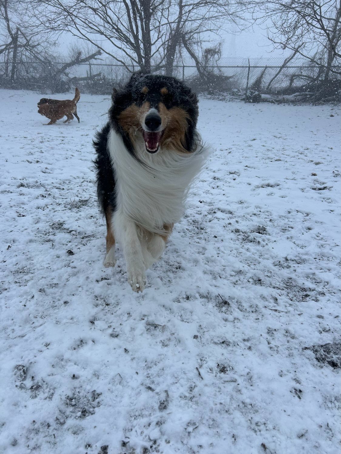 Snow zoomies! ❄️