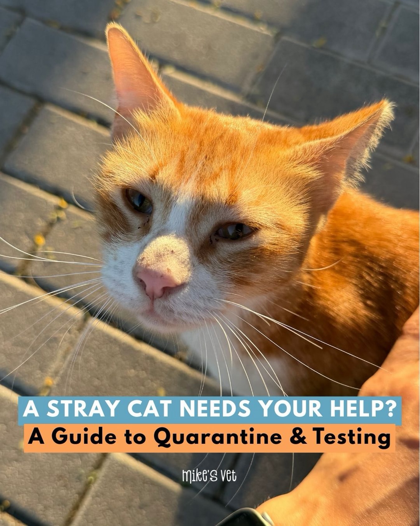 Ever spotted a lost little cat and wondered how you could help?
Finding a stray in need cat can be heart-melting, but it also comes with important responsibilities. From keeping your own pets safe to giving the cat the best chance at a healthy future, a few thoughtful steps can make all the difference. Curious about what to do (and what not to do) when you bring a stray cat home? Head to our blog for the full guide and learn how you can turn a chance encounter into a life-changing moment! (link in bio)
#straycat #straycats #dubaicat #catsindubai #catlove