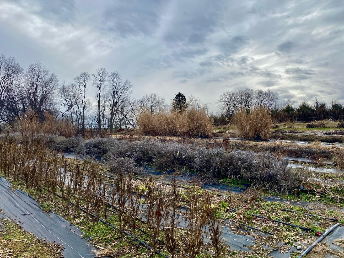 These days, I’m finally walking on my two feet again. It took some real time to heal my broken ankle but more importantly, heal my brain after I had major brain surgery 4 months ago. It’s been a wild ride. I feel like I’m finally stretching and coming up for air, and feeling the golden sunshine on my skin again. I’m so grateful for these quiet winter days to reconnect to the fields and dream about the upcoming season.
Today I got around via our trusty gator and took soil samples for some exciting land stewardship “better management practices” we will be doing this year through our local NRCS agency.
**BTW We are in the process of accepting applications for our Lead Farmer position and for the Farm Crew. Must have 3+ years experience farming for the Lead Farmer position and experience working outside and come with good team work ethic for the crew positions.
Email lancasterfarmacy@gmail.com for more details!