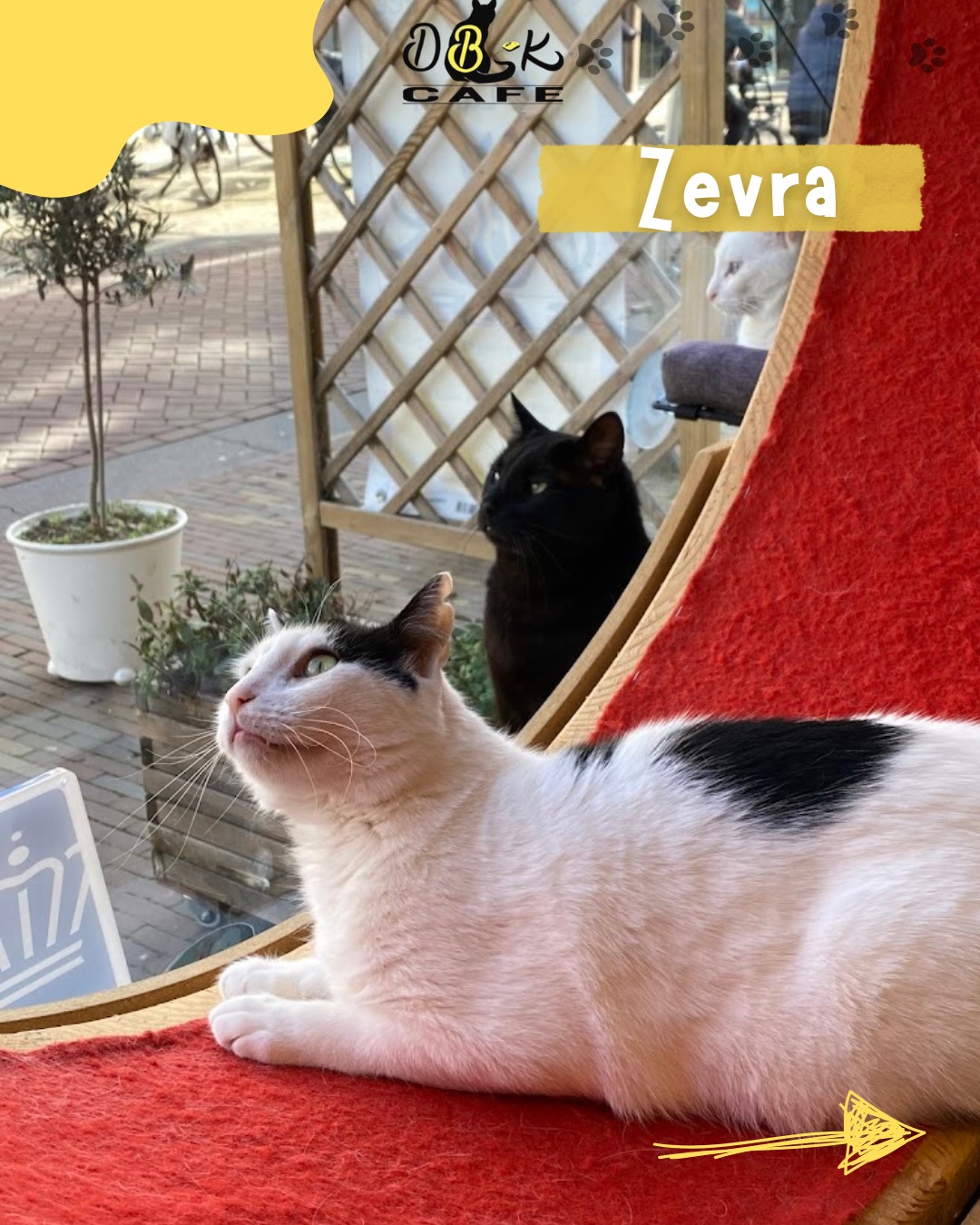 Hoi, ik ben Zevra 🌼
Ik ben meestal het rustige type, ik lig graag ergens dichtbij jullie te chillen, lekker ontspannen en tevreden
Maar eh… soms krijg ik ineens een energie-explosie en ren ik vrolijk door het café alsof ik een belangrijke missie heb 😼💨
Geen paniek, dat hoort gewoon bij mij.
Ik hou ervan om alles te bekijken vanaf een mooi plekje: bij het raam, op een hoge plank of in een cozy hoekje. Ik zie álles 😉
En ik vind het gezellig om bij mensen in de buurt te zijn je vindt me vaak gewoon chillend naast je.
Ik ben een mix van zachte vibes en kleine momentjes van chaos…
maar altijd lief 💛🐾
Kom je hallo zeggen als je me ziet loungen?