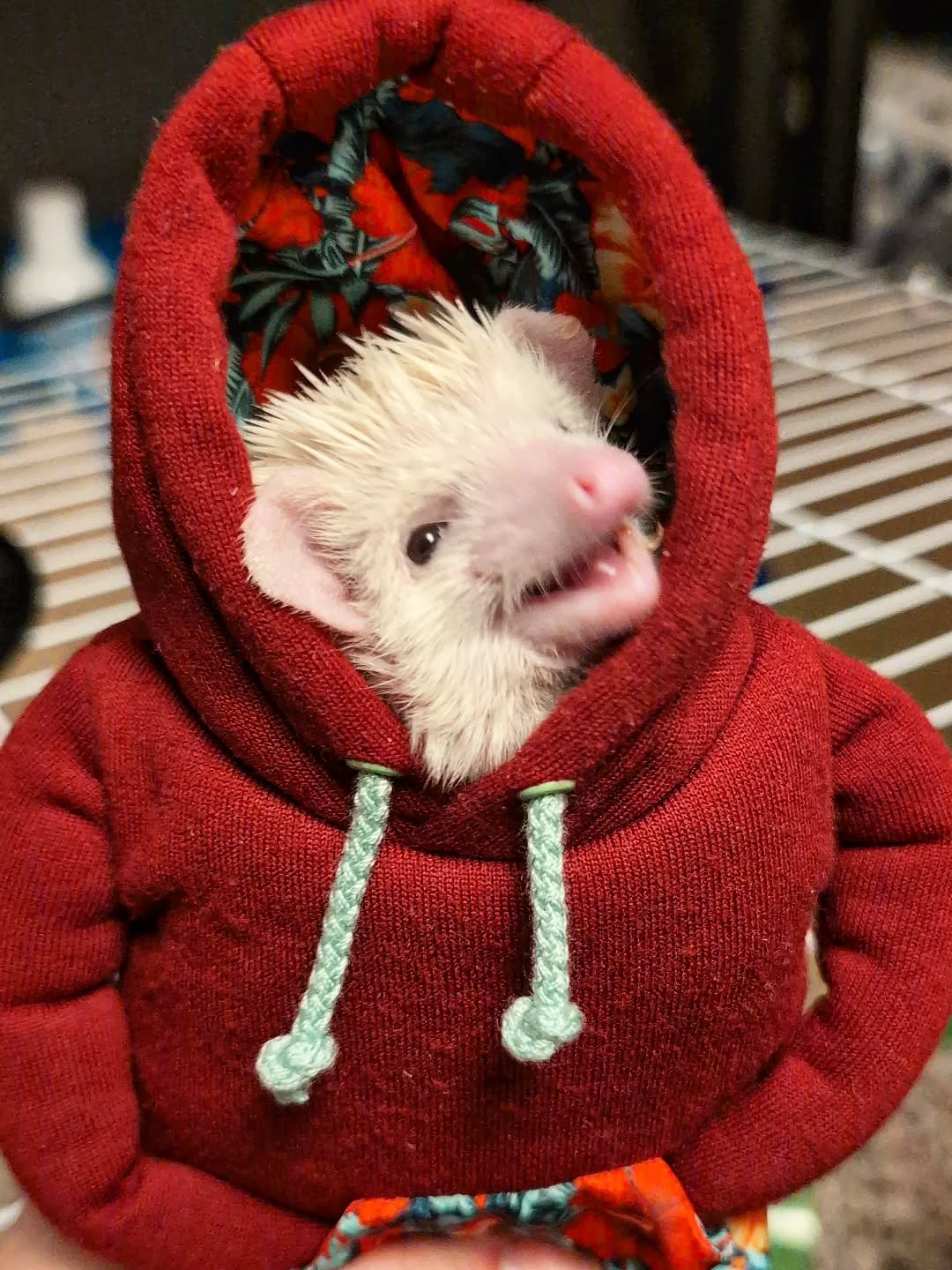 This fashionable little guy is here to tell you we have free shipping on orders over $20 when using the coupon code: FREESHIPPING
•
•
•
#PDXPeppers #ThePepperNursery #Hotsauce #PDX #PortlandFood