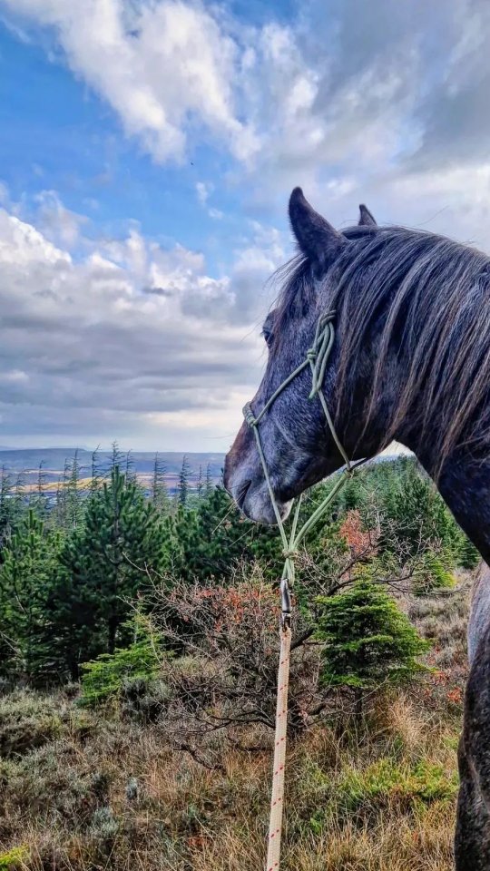 Plusieurs d’entre vous savent que depuis le 8 novembre 2025, j’ai eu un accident suite à une violente chute de cheval qui m’a fracturé la vertèbre thoracique T11.
Ces derniers mois ont été longs, faits de patience, de doutes et de remise en question, et le chemin n’est pas encore terminé. Après deux mois d’arrêt, je peux toutefois reprendre progressivement le travail à pied avec les chevaux.
Aujourd’hui, cette reprise m’a permis de partir en balade en main sur 7 km à Navon avec Majesté Maestoso Alda mon entier Lipizzan de bientôt 4 ans. Nous avons passé un très bon moment, c’était aussi l’occasion pour lui d’essayer ses nouvelles chaussures Cavallo. Pour terminer cette sortie en douceur, nous avons fait un petit tour sur le PTV en sautant un petit obstacle et en franchissant la passerelle.
La balade en main est un moment précieux, surtout avec un jeune cheval. À pied, l’humain devient un repère rassurant, une présence calme face aux découvertes du monde. Pas à pas, le cheval prend confiance en lui, en l’homme, et apprend que l’extérieur peut être vécu dans la sérénité. Ces instants simples tissent un lien profond et posent les bases d’un avenir partagé, en confiance et en douceur.
Chaque pas compte, chaque victoire est précieuse, et même si l’attente est parfois lourde, le lien, lui, n’a jamais faibli. J’ai profondément hâte de pouvoir remonter à cheval quand le corps dira enfin oui, et de retrouver ces sensations qui donnent tout leur sens à ce chemin partagé.