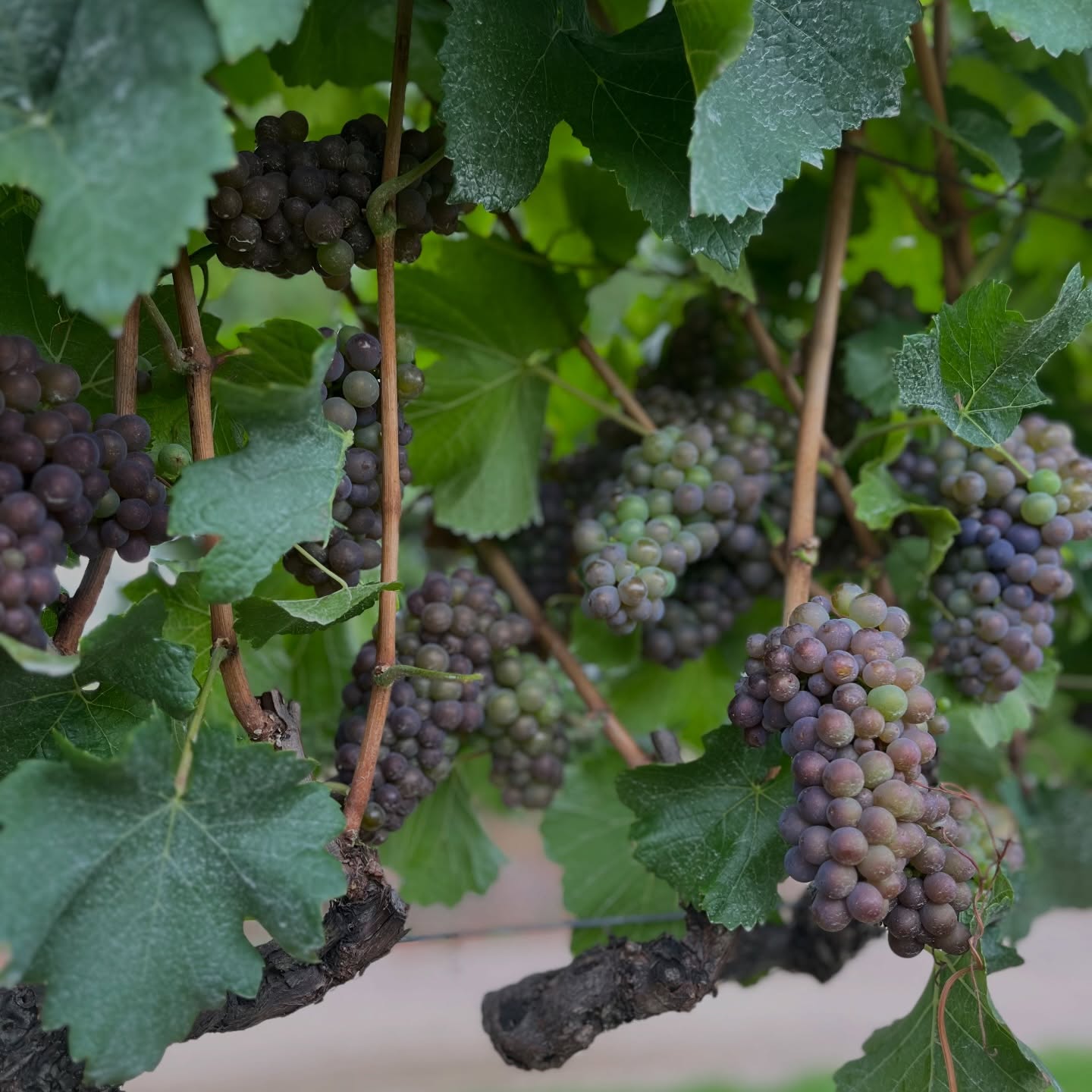 With only weeks to go, we are watching👀 our Pinot Grigio very carefully. The trickiest thing about growing Pinot Grigio🍇? Towards these final weeks, It ripens quite quickly. We monitor the sugar and acid levels and, when they’re both right, we pick the grapes within days. Our aim is to get good, well-balanced fruit off the vine to create a moreish Blue Mountains wine. #bluemountainswine #pinotgrigio #megalongvalley #singleestate #nswtourism