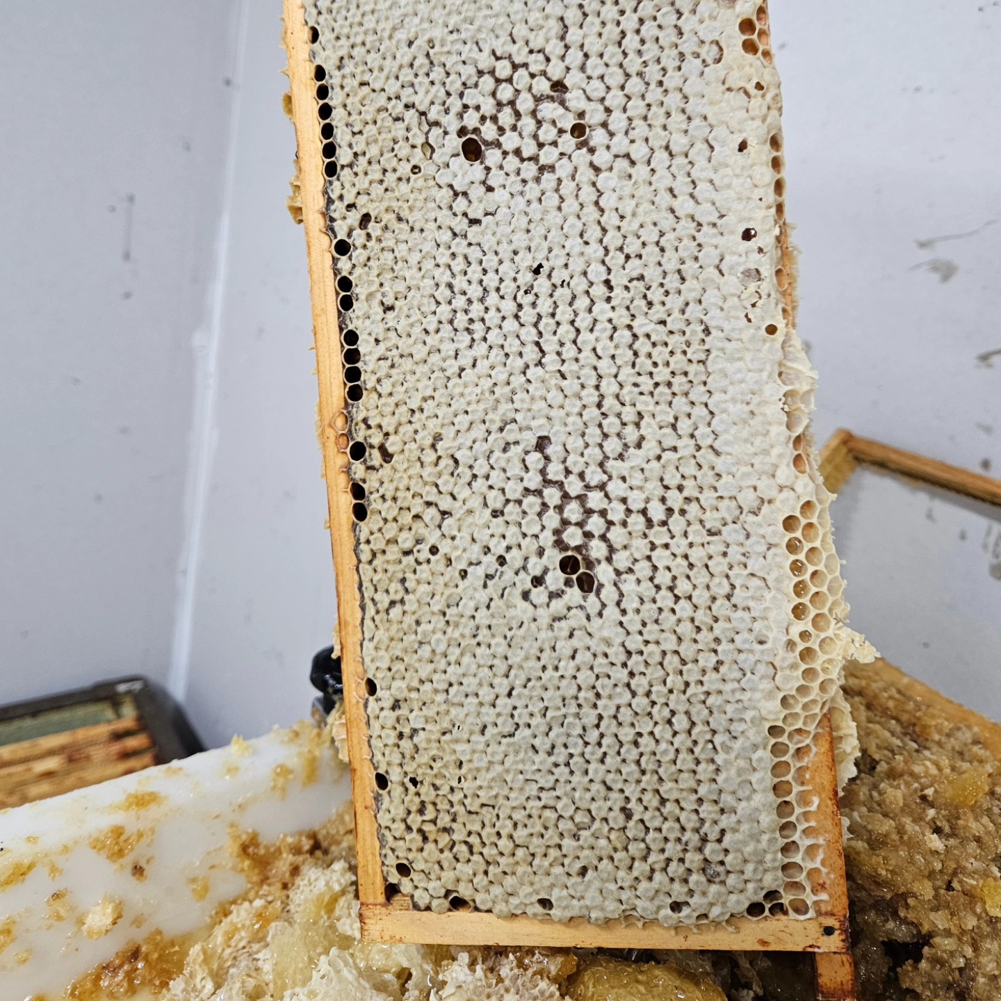 Final frame extracted of the spring honey season at Derwent Honey and what a beauty.
Hope everyone's had an equally bountiful spring, especially those in possession of a Derwent Honey nucleus colony from this or previous years!
Wishing for a rest but no chance unfortunately. Now the summer season takes over.
#derwenthoney #bees #yorkhoney #Honey #springhoney #yorksmallbusiness #apiculture