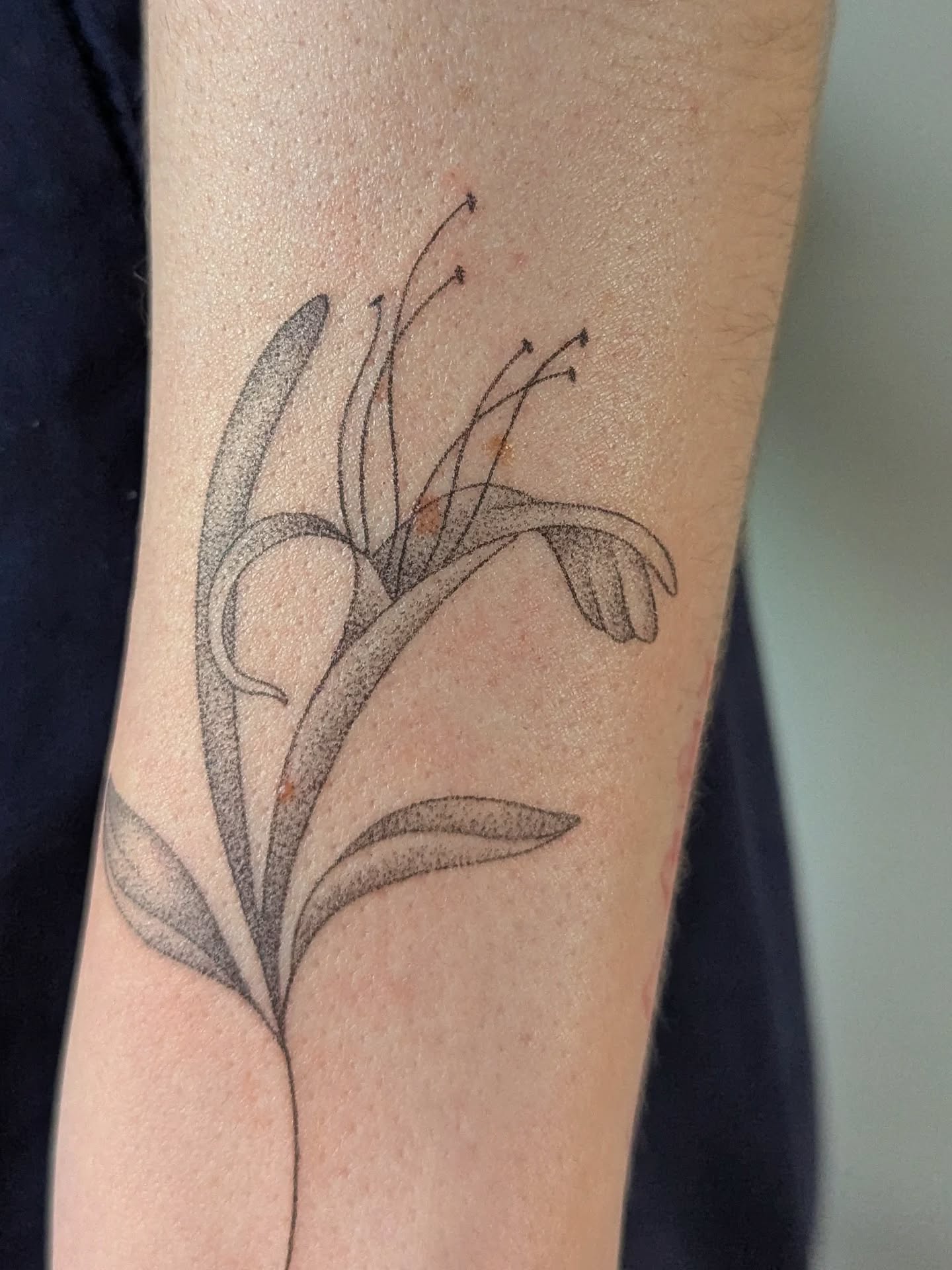 Lily came all the way from Canada for this individual honeysuckle flower tattoo from my birth flower collection!
Okay, she didn’t come just for her tattoo. She was home visiting family for Christmas. But I’m absolutely counting her as part of my international client base 😁
The third photo is a softly healed piece of wild grass from over two years ago. What a beauty - I'm always up for wild grass or anything similar.
Thank you so much Lily, and I’m sorry it’s taken me so long to finally post this one. This was actually my very last tattoo of 2025.
Thanks to everyone who’s booked in to take advantage of the special offer I’ve got on at the moment. If you want to save 10%, have a look at my last post for all the details.
Bookings and enquiries are open via my website 🤗
#HandpokedTattoo #honeysuckletattoo #flowertattoo #finelinetattoobedford #delicatetattoo