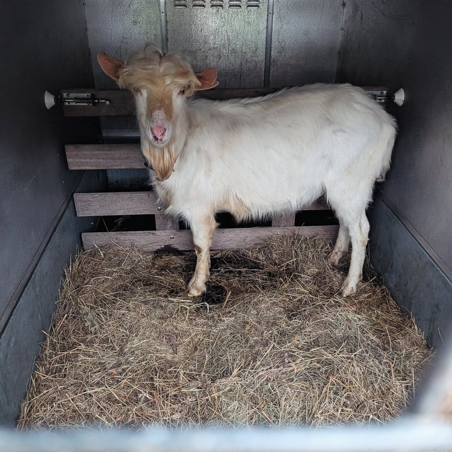 This cool dude has had a reprieve. He was going to be sent off for meat by his old owners but he managed to wangle his way into a breeding herd.
#goat #saanen #transport #buck