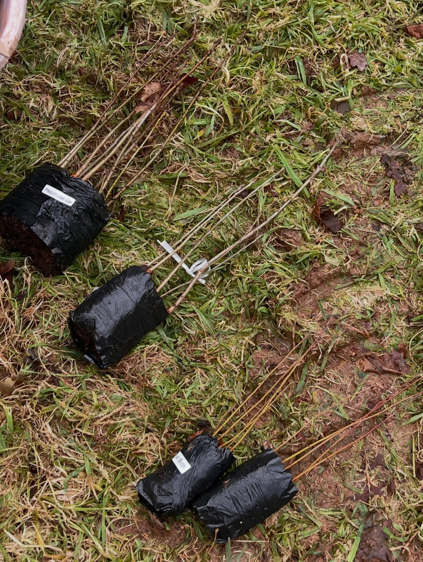 Finally a dry day to get around to replanting the woodland, needless to say it was a day of being covered in mud!!!🙄 #berylscampsite #woodland #camping #forest