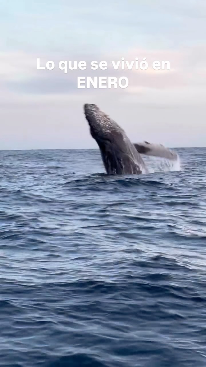 Otro año más de mañanas, atardeceres y actividades, de esperar en silencio, de aprender a leer el mar y de dejarnos sorprender por quienes siempre llegan cuando quieren.
Gracias por acompañarnos un año más, por confiar, por cuidar y por maravillarse con nosotros. Lo que viene… se siente bonito. ¡Manténganse cerca! 🐋✨
— ENG —
Another year of early mornings, sunsets, and activities, of waiting quietly, of learning to read the sea, and of letting ourselves be surprised by those who always arrive when they want to.
Thank you for joining us for another year, for trusting us, for caring, and for marveling with us. What’s coming... feels good. Stay tuned! 🐋✨
-
-
-
-
-
ballena jorobada, vida marina, océano, cetáceos, los cabos, avistamiento de ballenas, conservación marina, biología marina, especies marinas, educación ambiental, Los Cabos 2026, turismo México, ballenas en México, ecotours, tours responsables