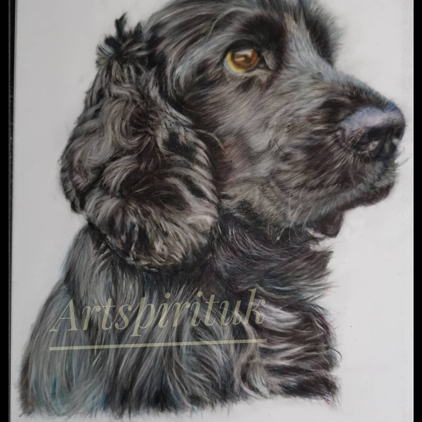 My new colour pencil portrait of a cocker spaniel. 8x12inches.please contact if you would like a commission.