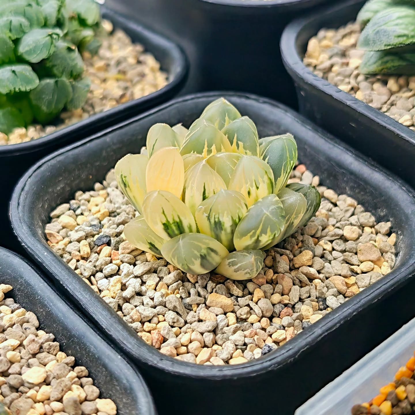 Haworthia obtusa northern lights reverse variegated
#haworthiareversevariegated #haworthiaaurora #haworthiaobtusavariegated #haworthiacollection